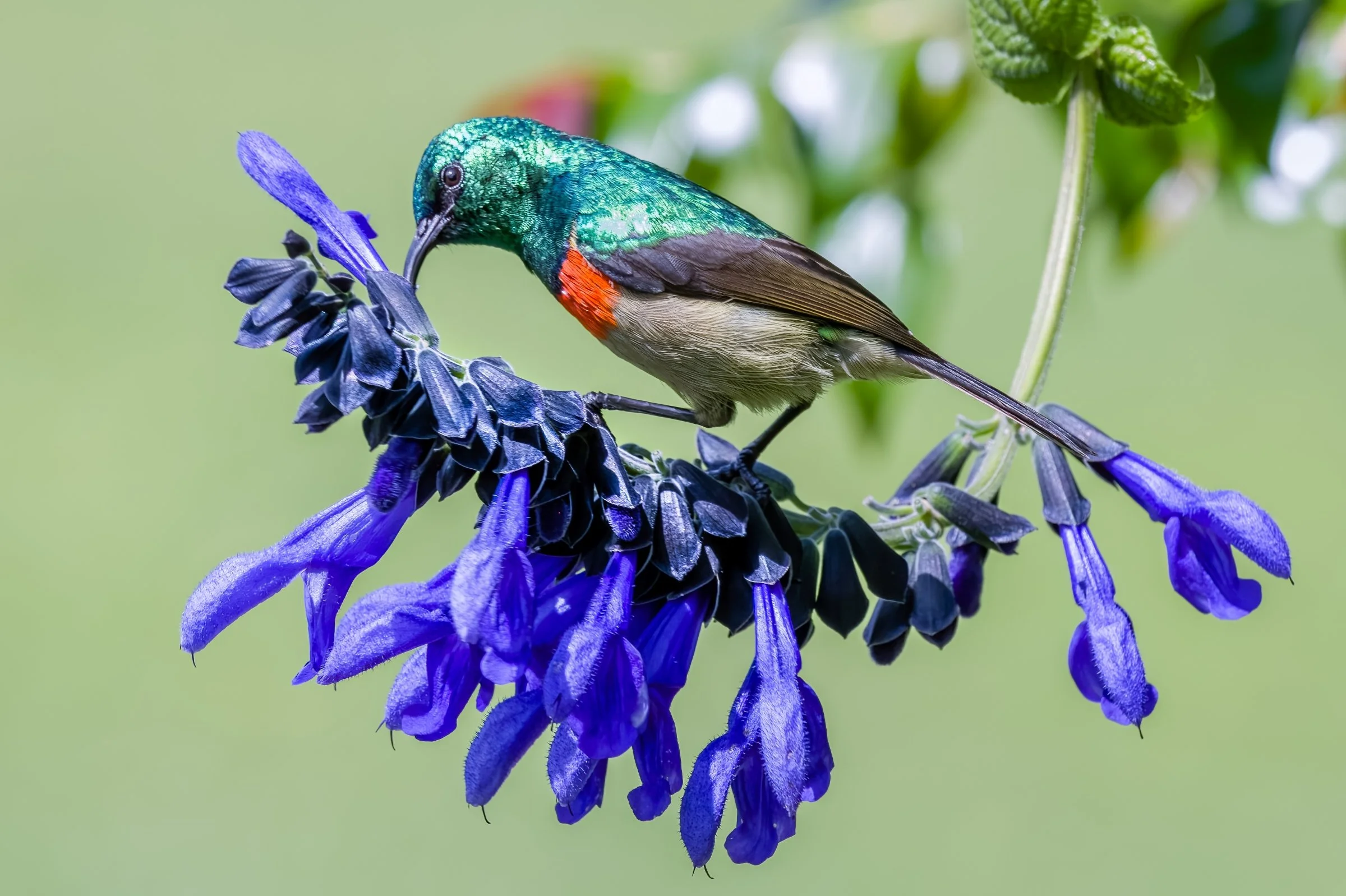 Northern Double-collared Sunbird