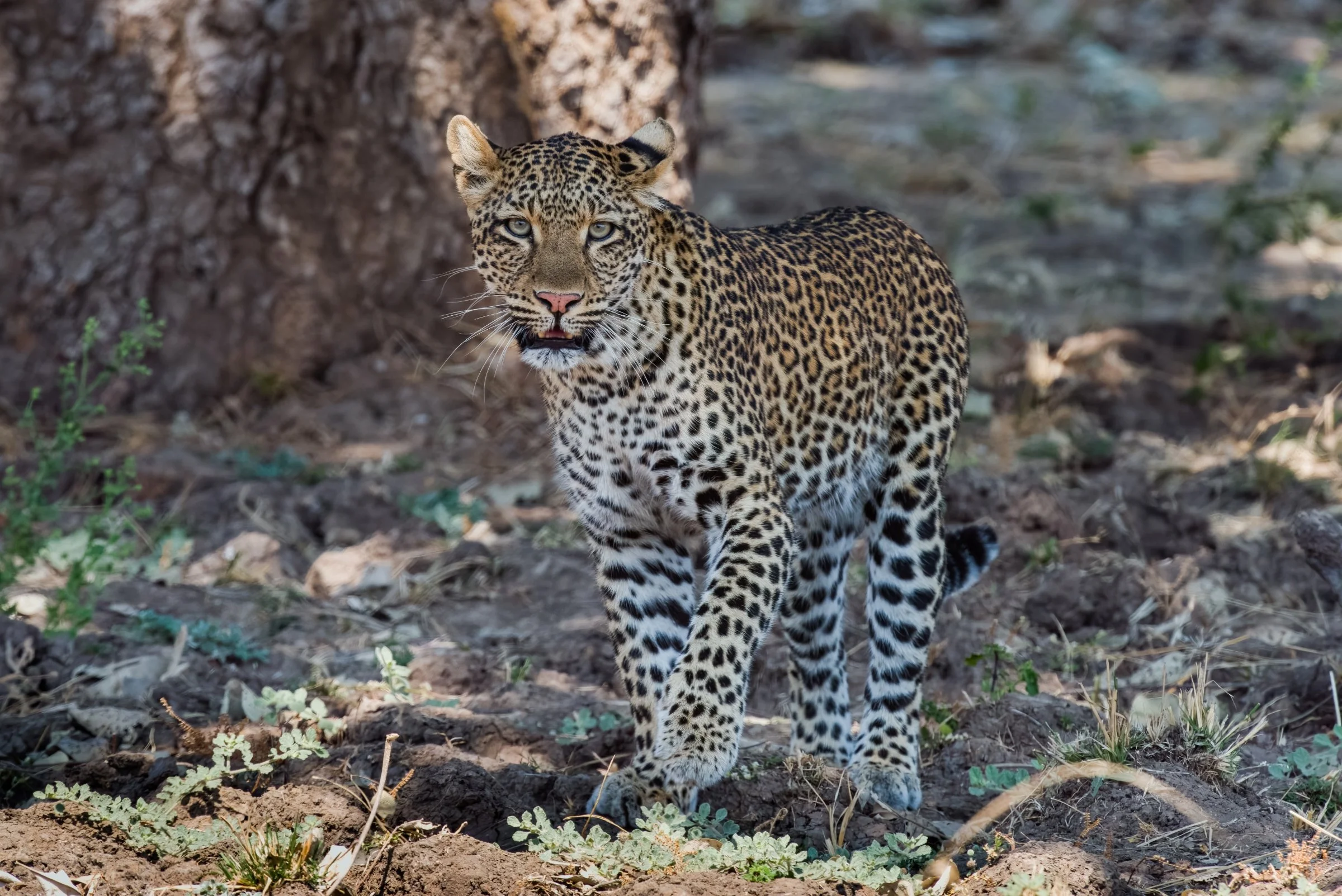 _8104407-DeNoiseAI-raw-Edit.jpg