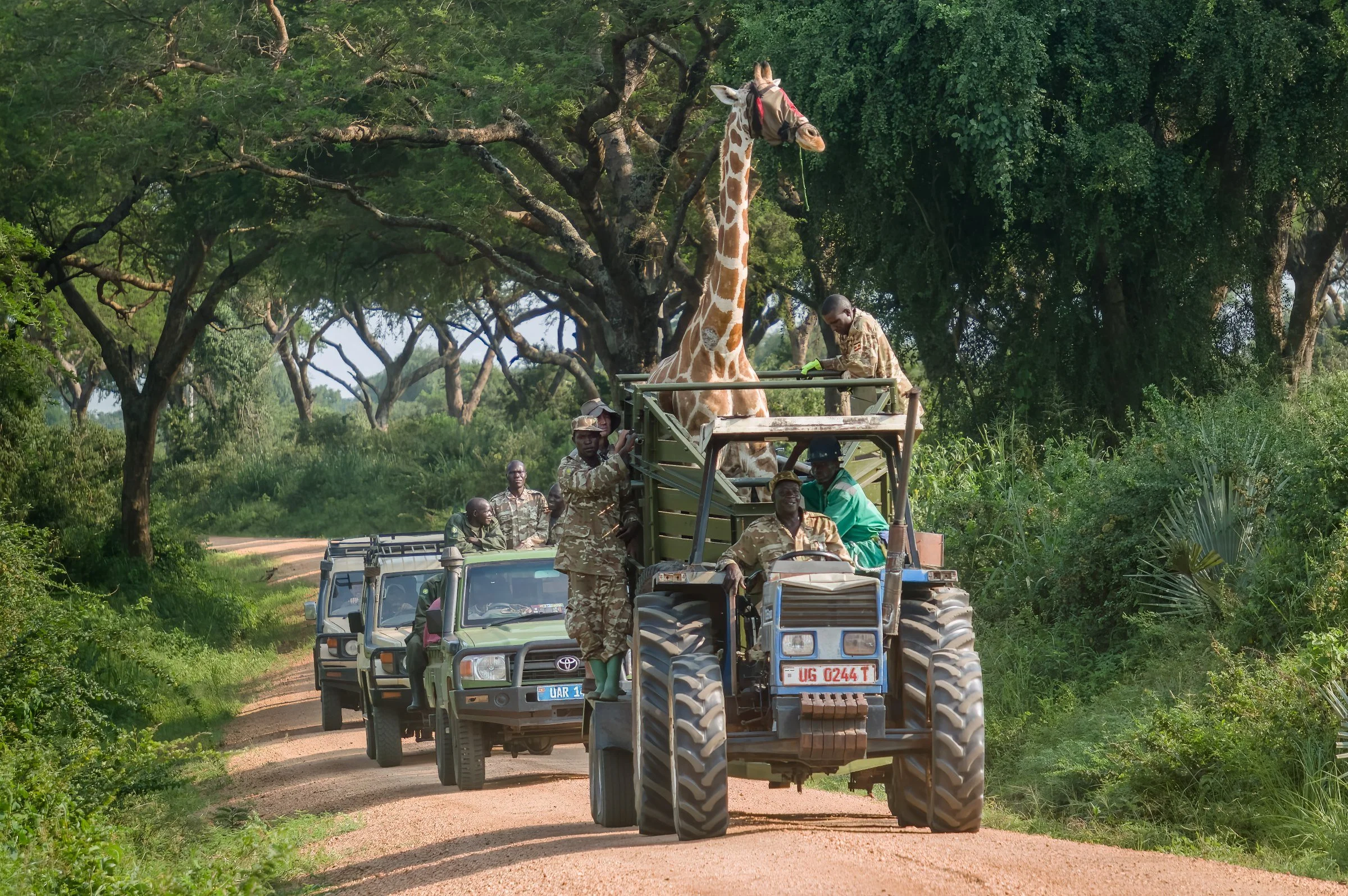 Giraffe Relocation