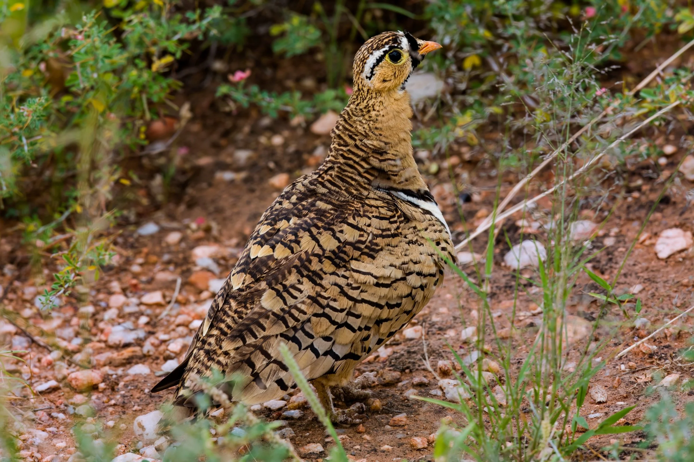 Black-faced Sandgrouse