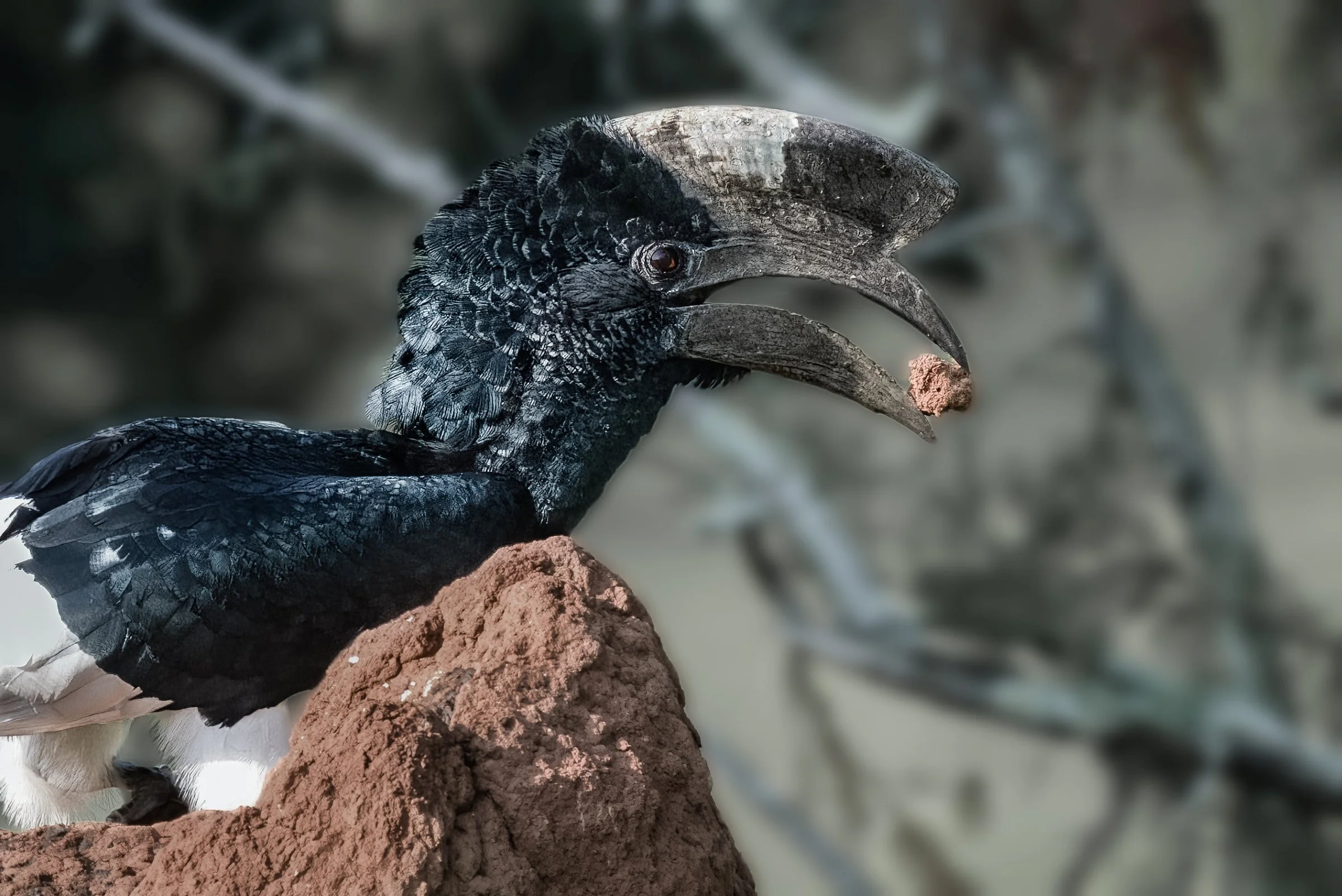 Black & White Casqued Hornbill