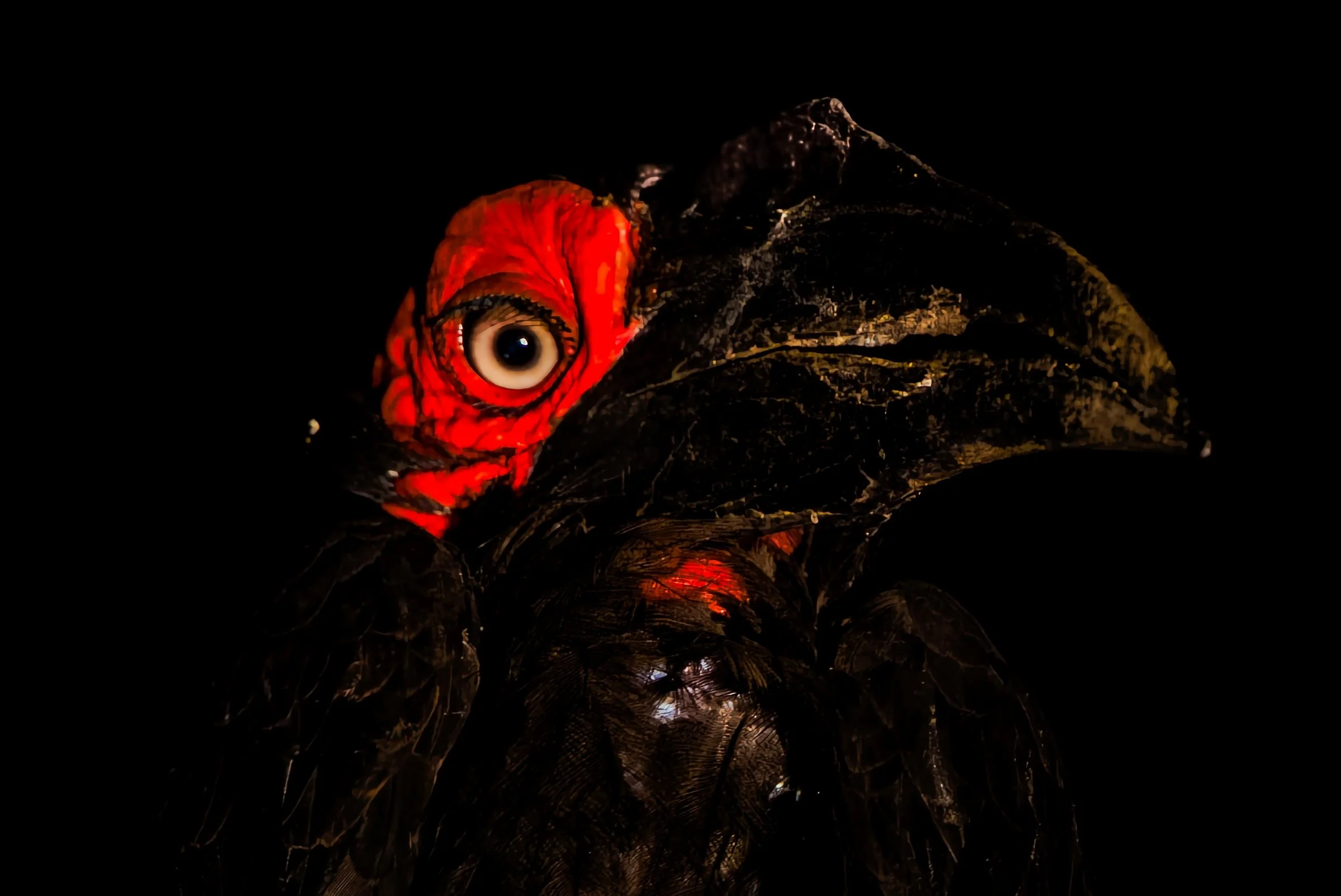Southern Ground Hornbill