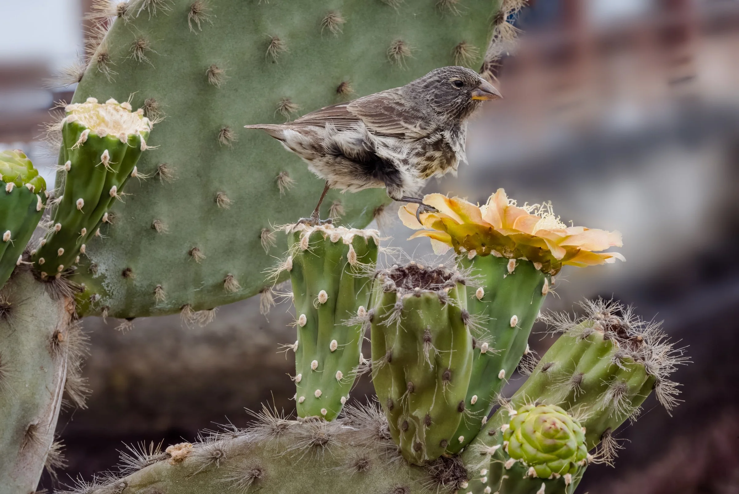 Common Cactus-Finch 12/4/2017