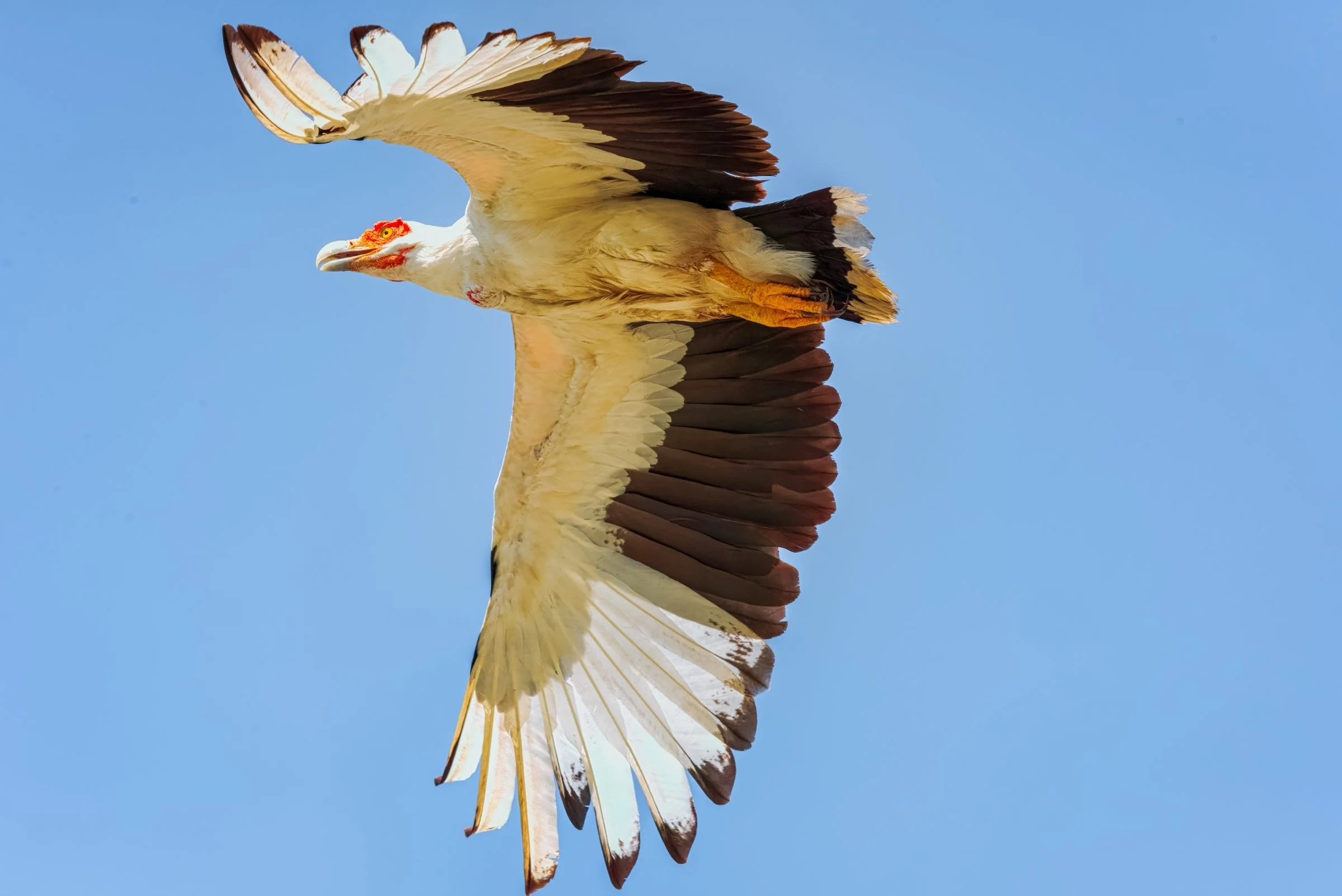 Palm Nut Vulture