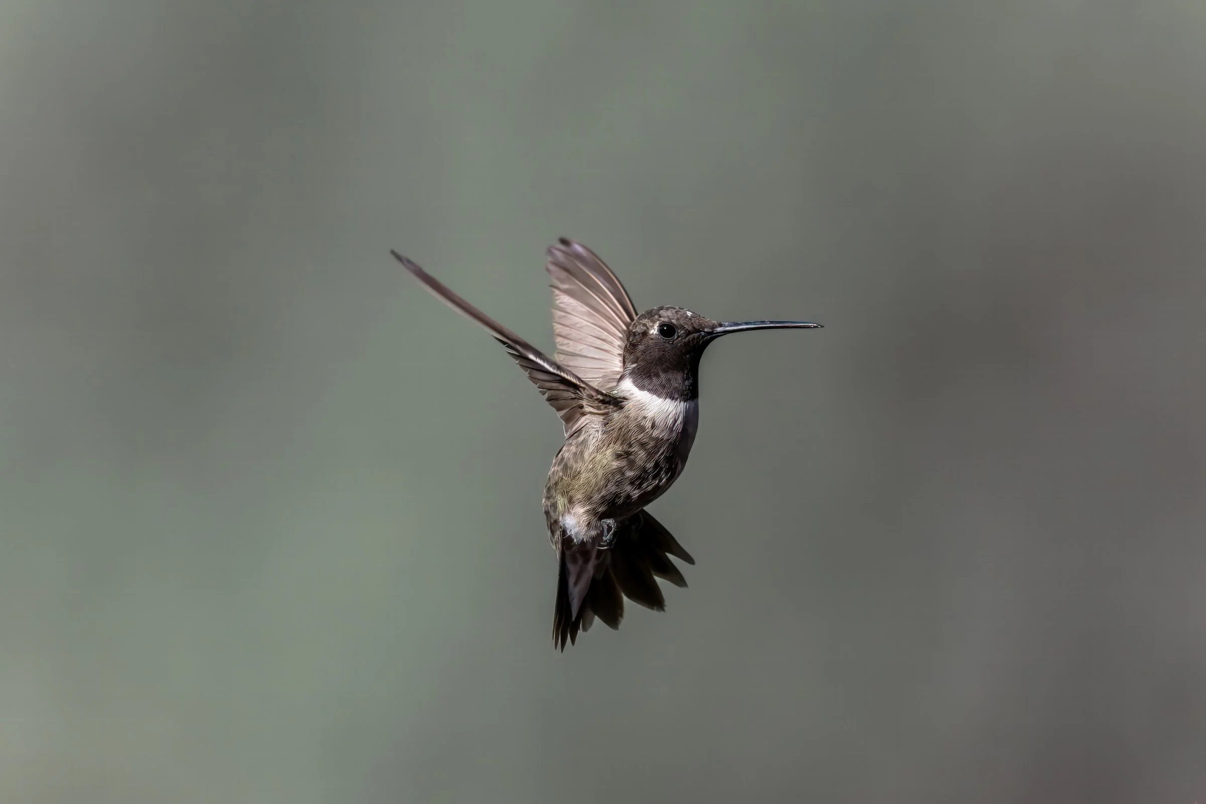 Black-chinned Hummingbird