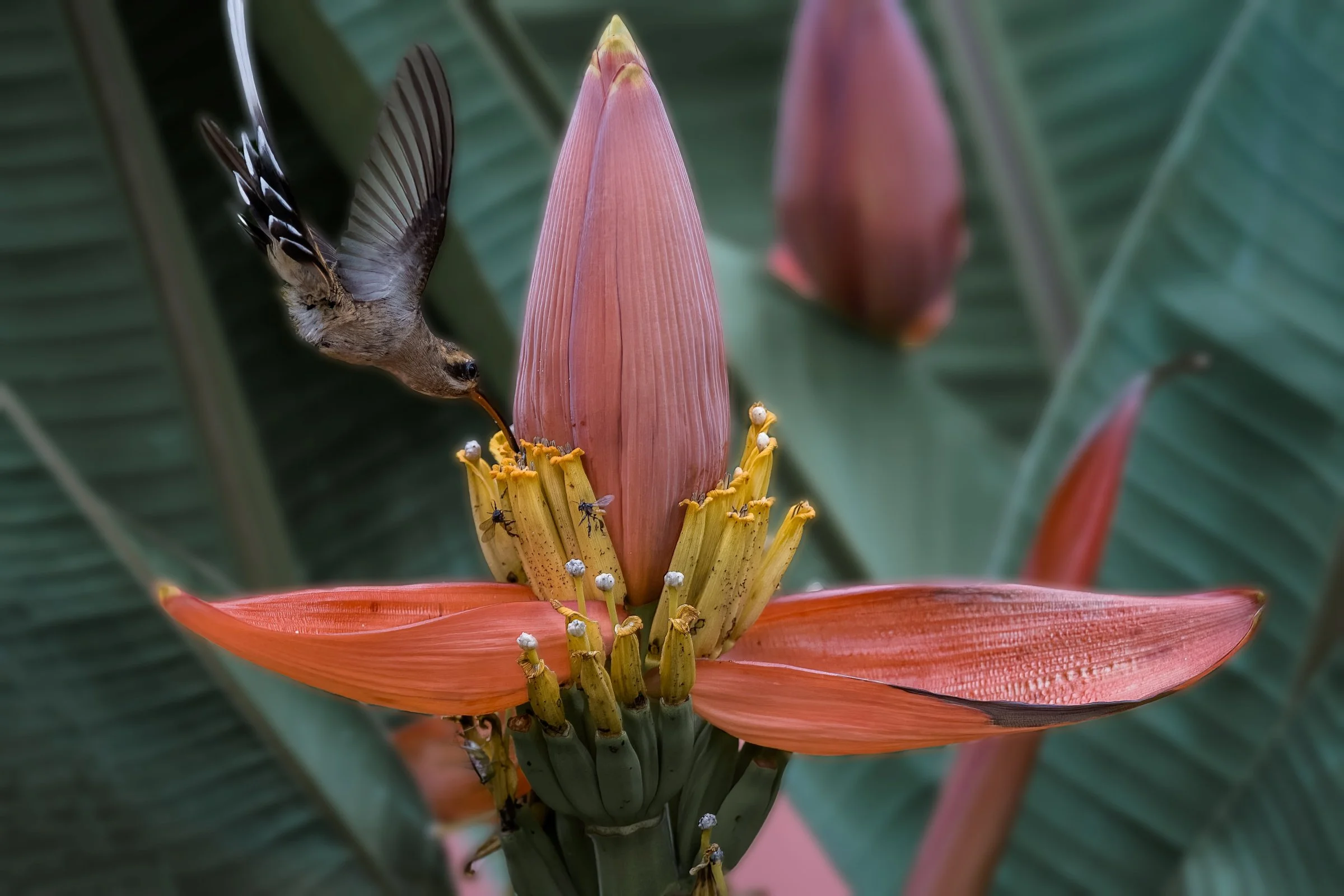 DSC_1744-DeNoiseAI-raw-SAI-Motion-Edit.jpg