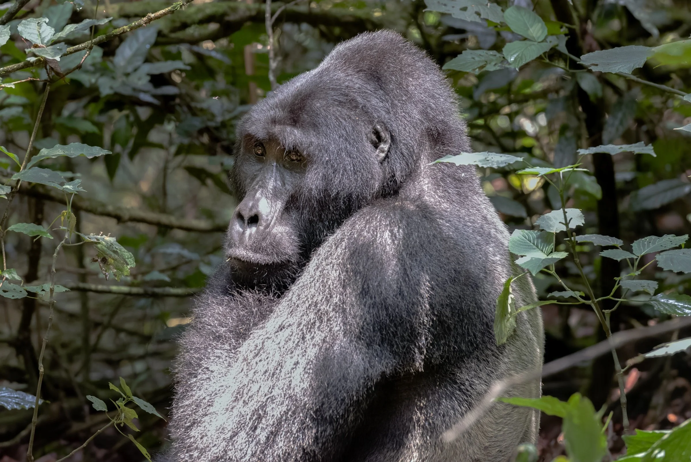 Uganda 2017