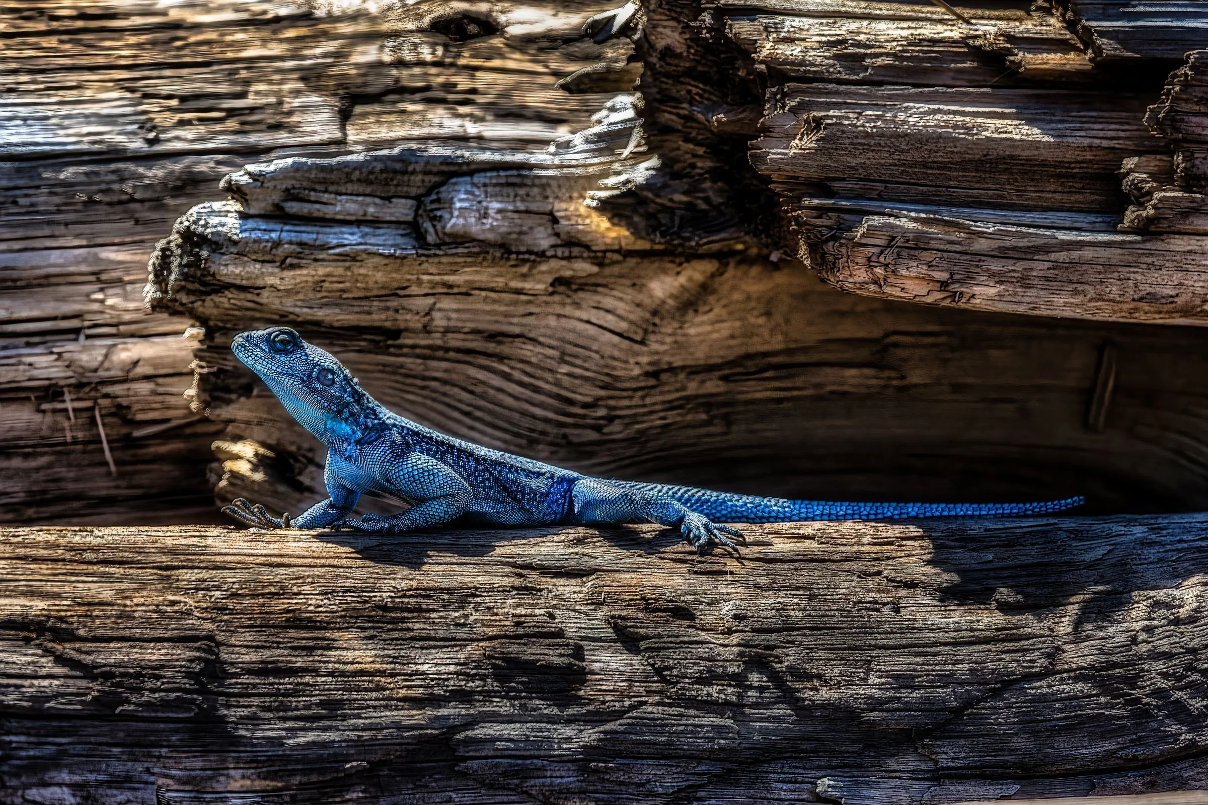 Sinai Agama Lizard
