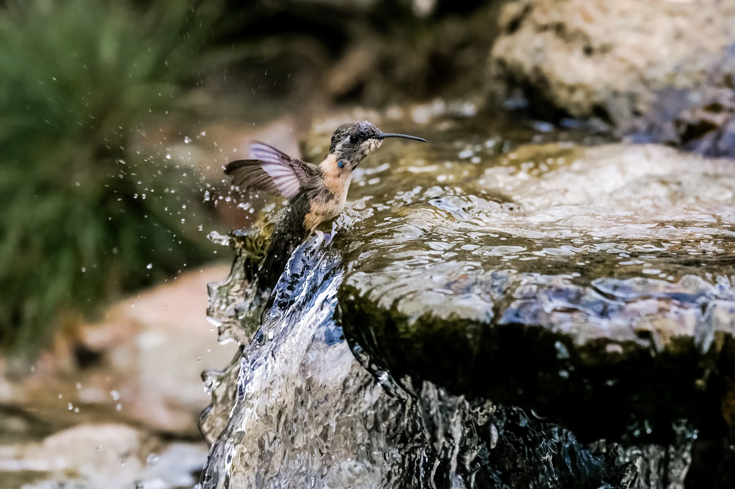Purple-collared Woodstar