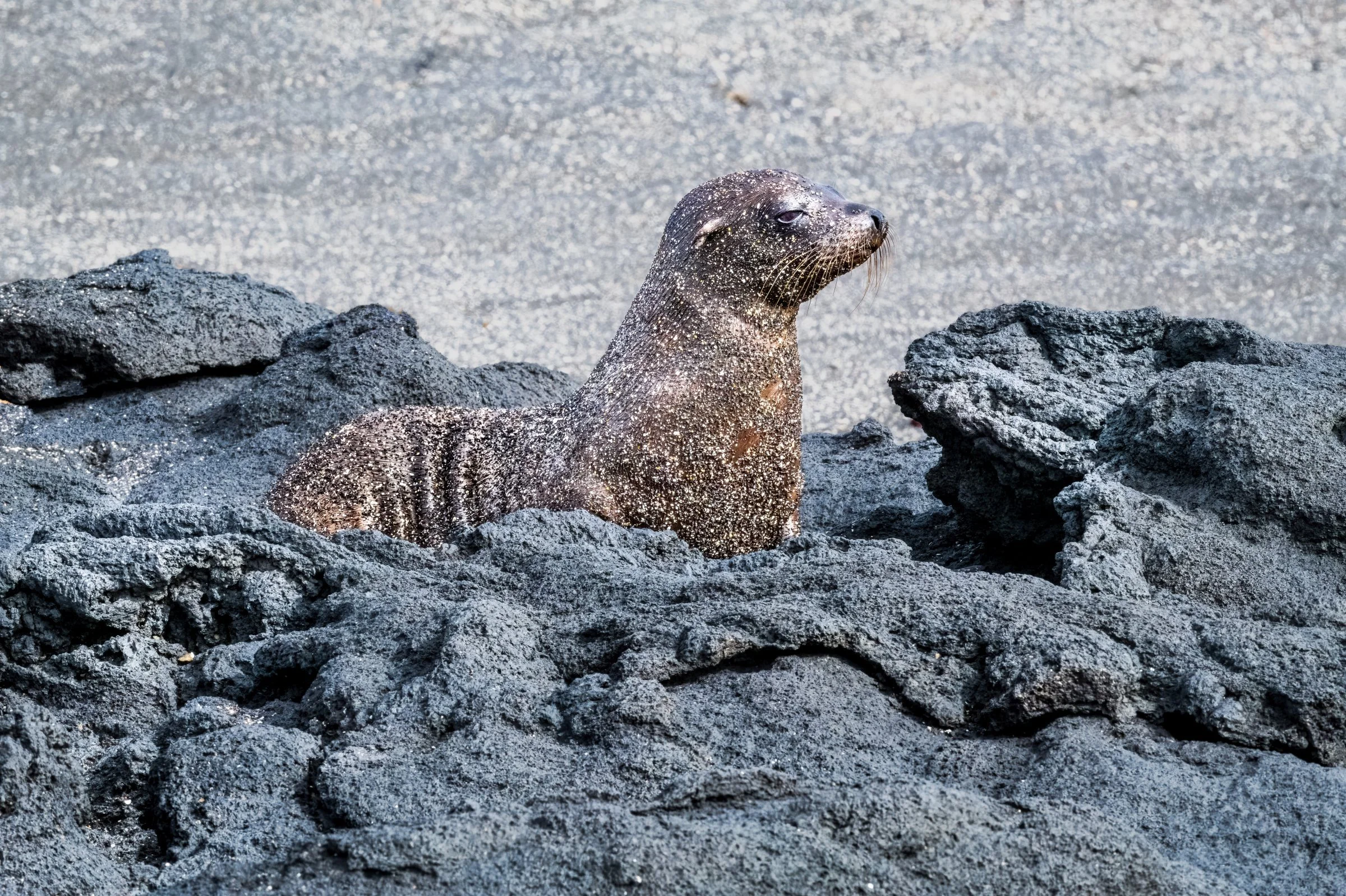 _8502198-DeNoiseAI-raw-Edit-Edit.jpg
