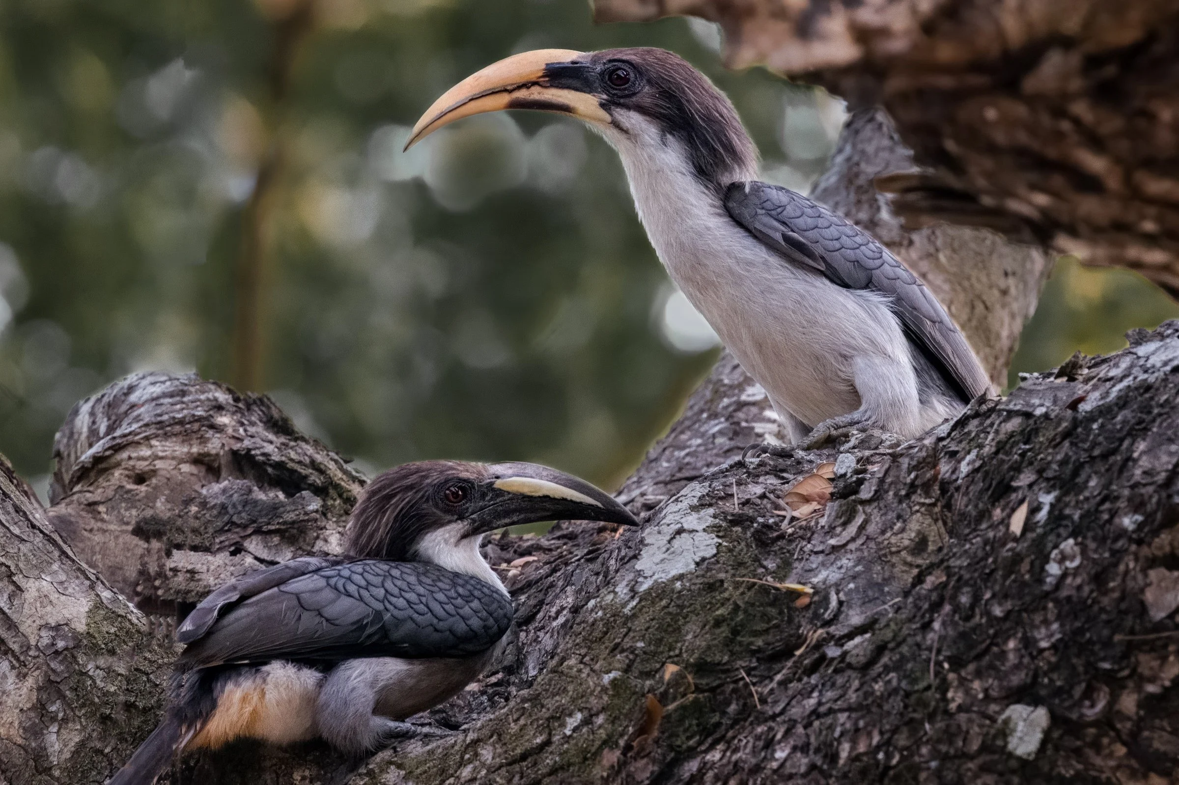 Sri Lanka Gray Hornbill
