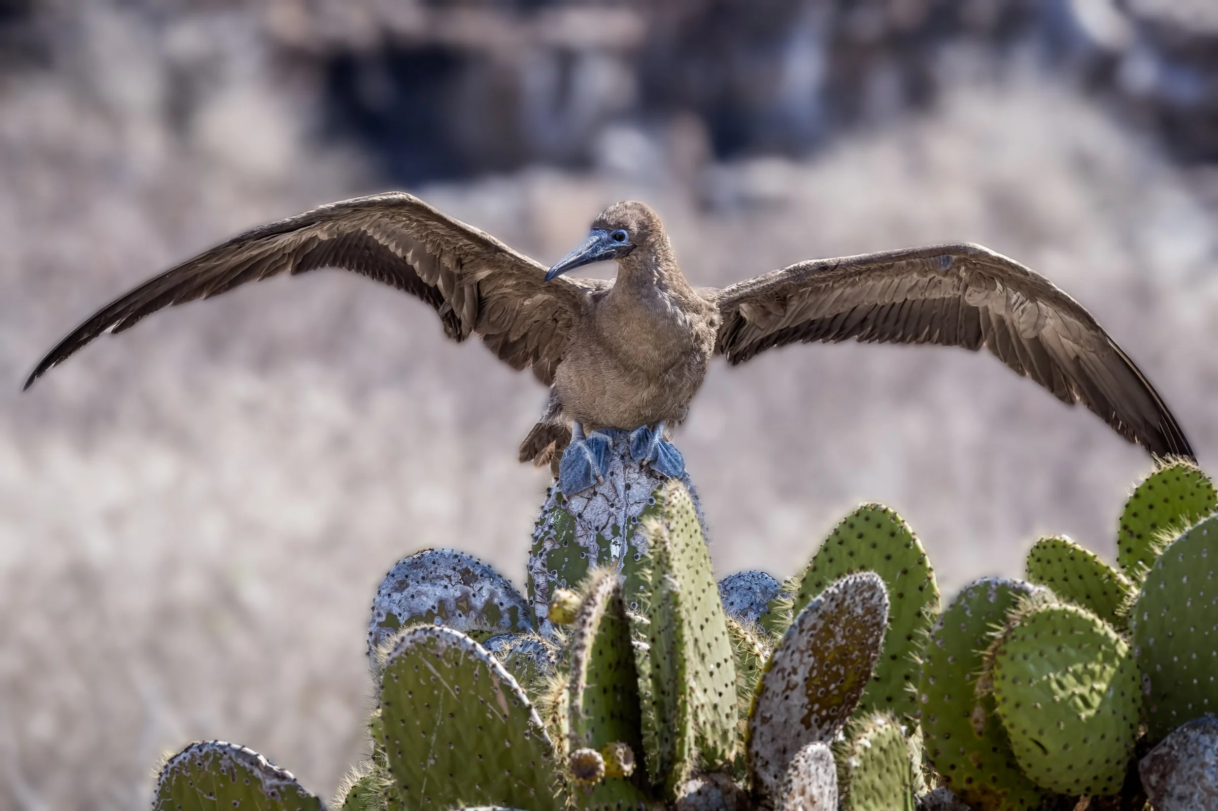 Blue-footed Boobie 