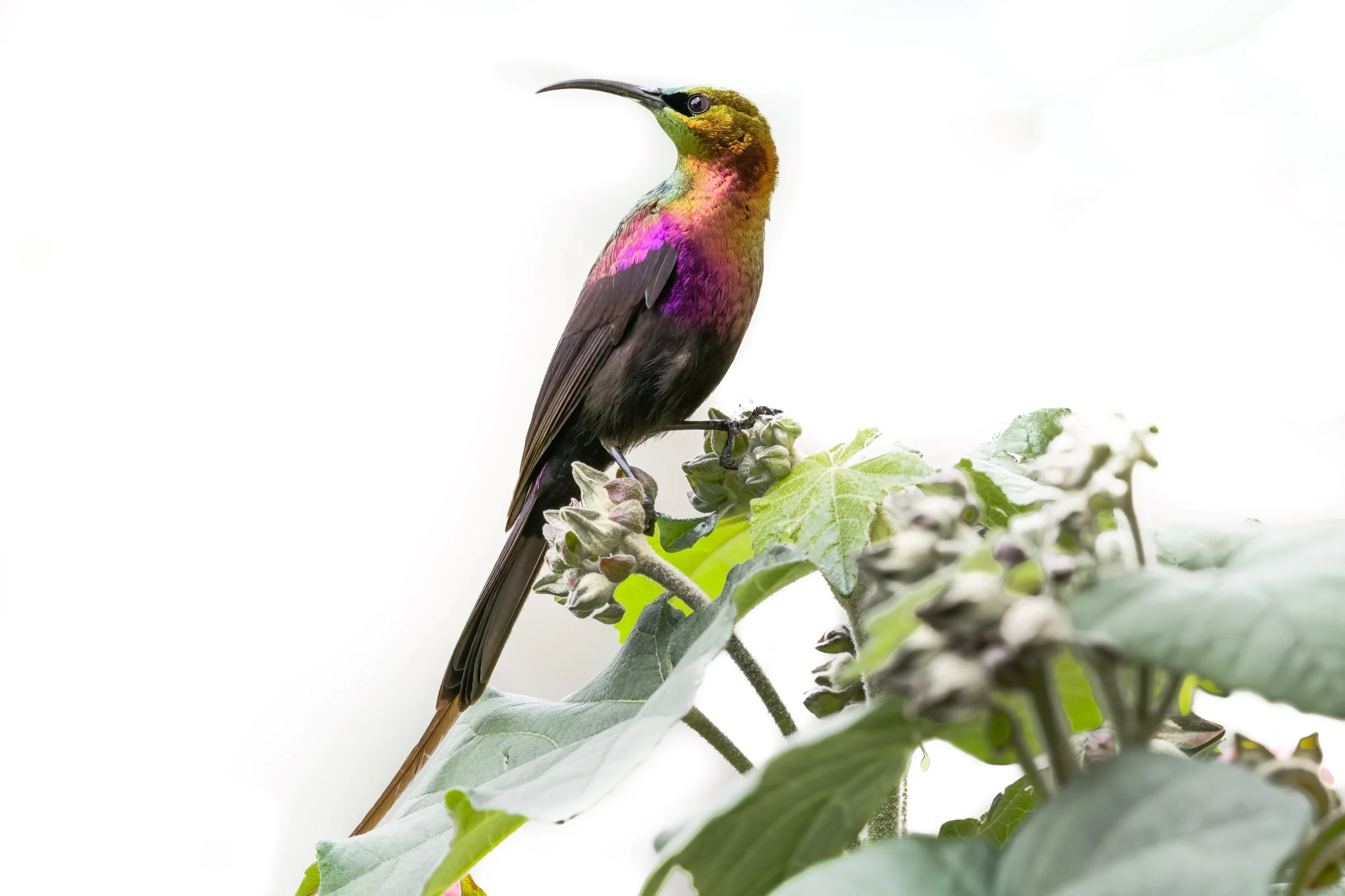 Bronze Sunbird