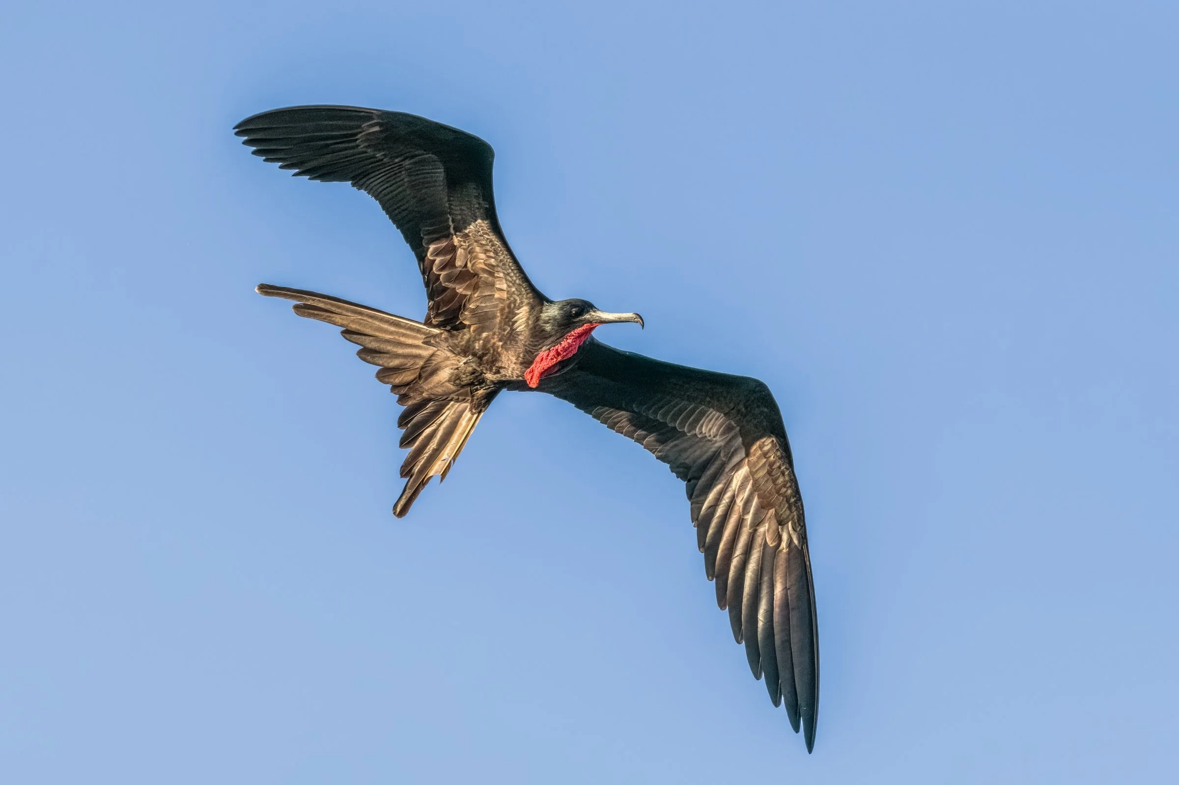 Frigatebird 