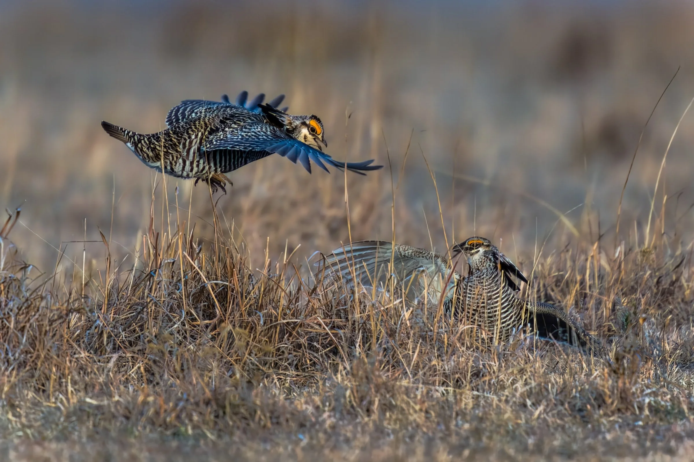 Lesser Prairie Chickens