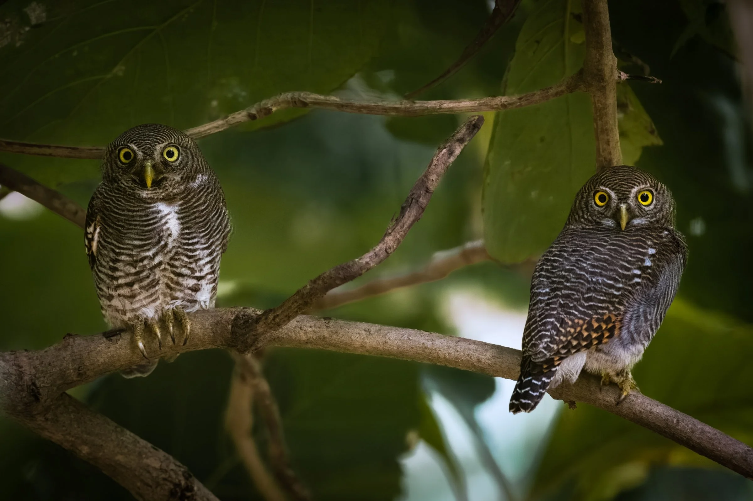 Jungle Owlet