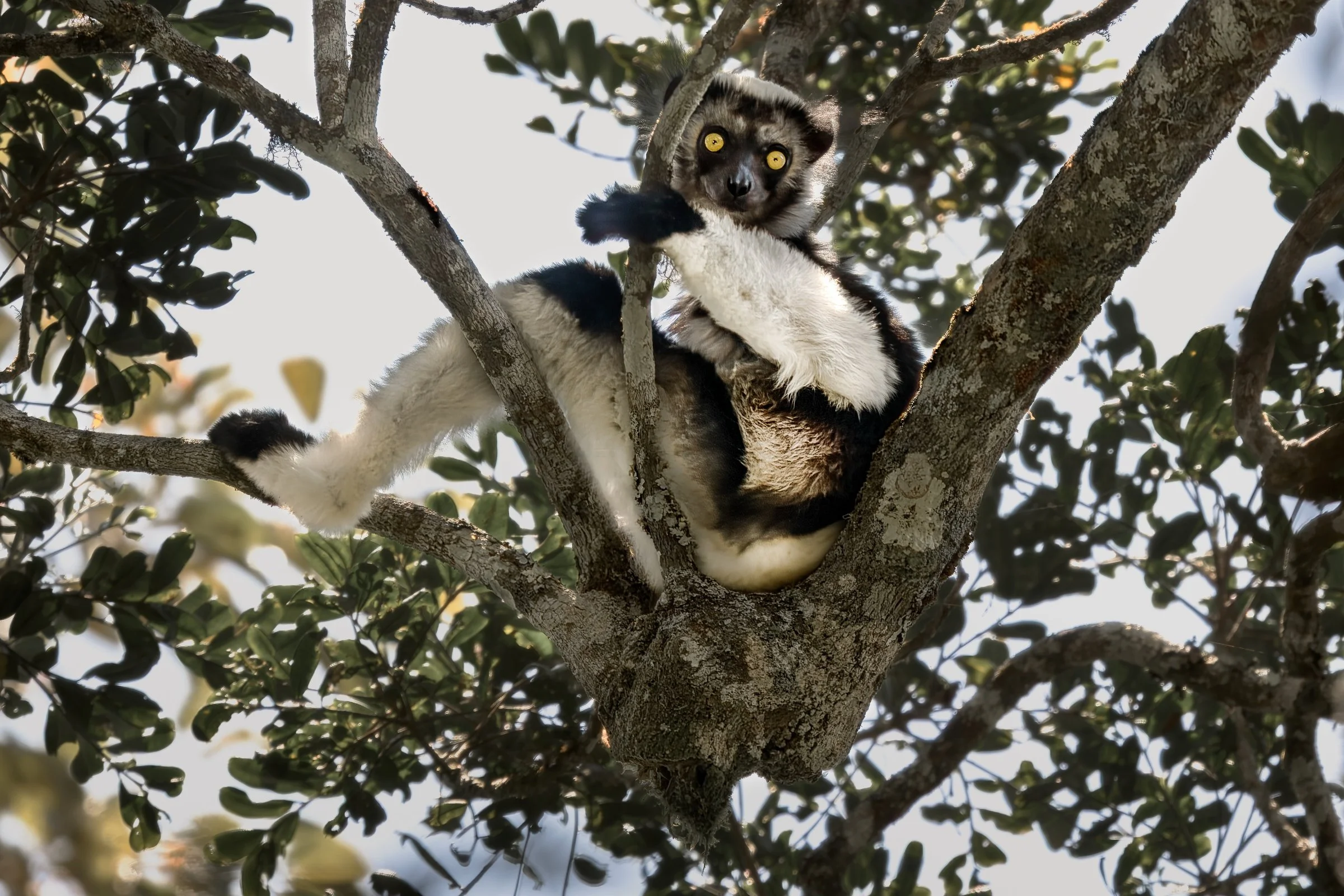 Sifaka Lemur