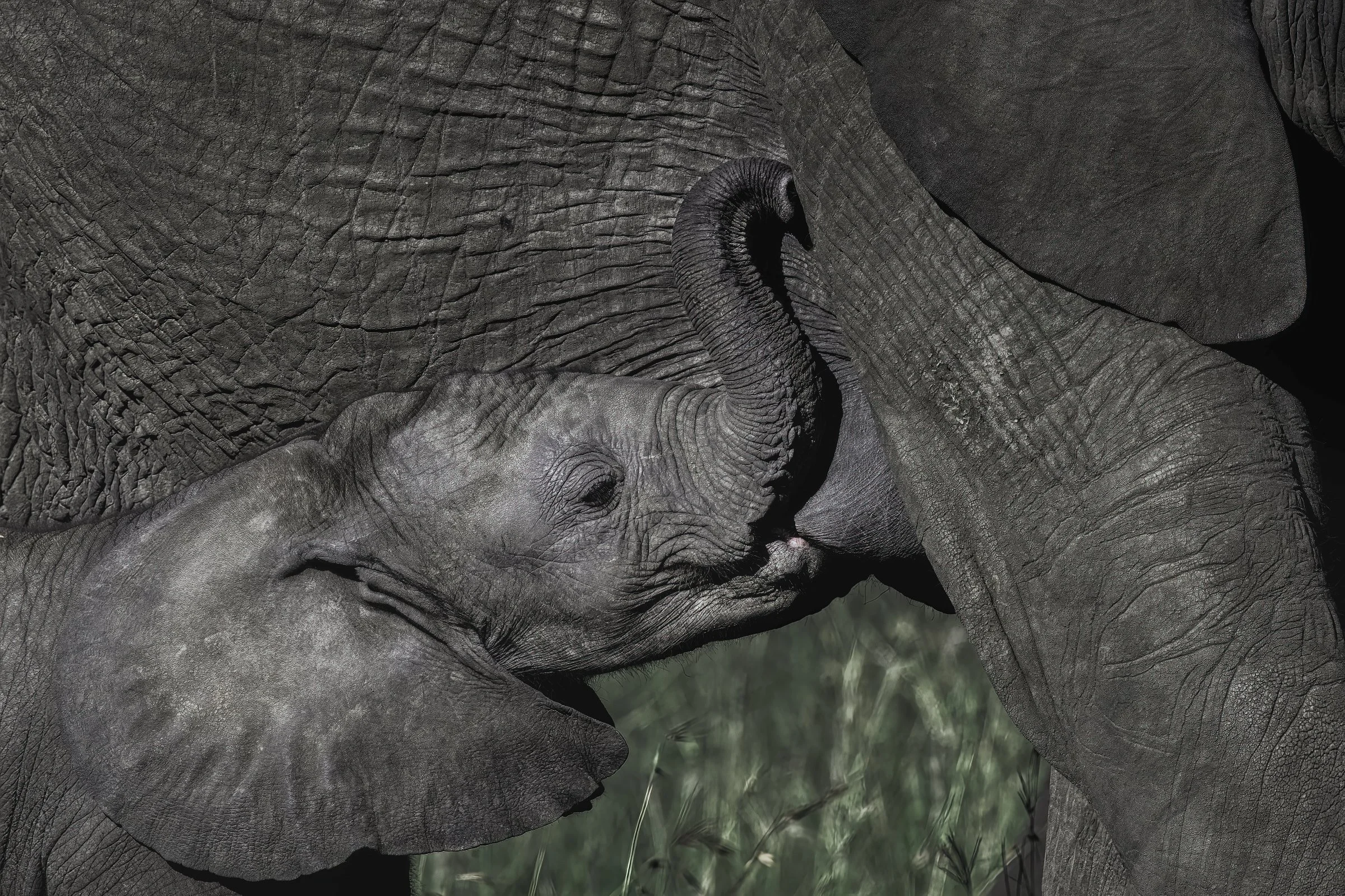 _8502289-DeNoiseAI-raw-SAI-Focus-Edit (1).jpg