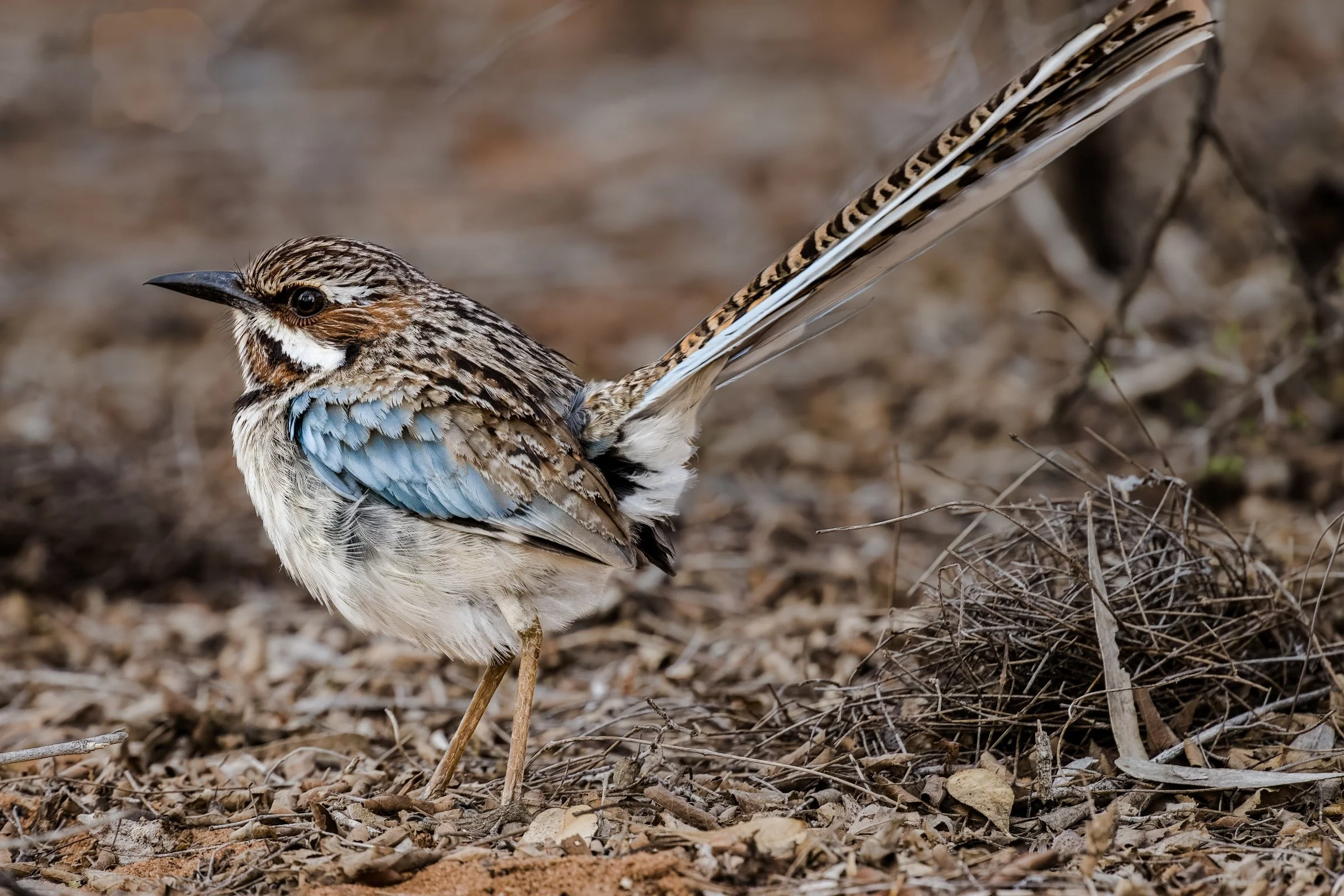 Long-tailed Ground Roller