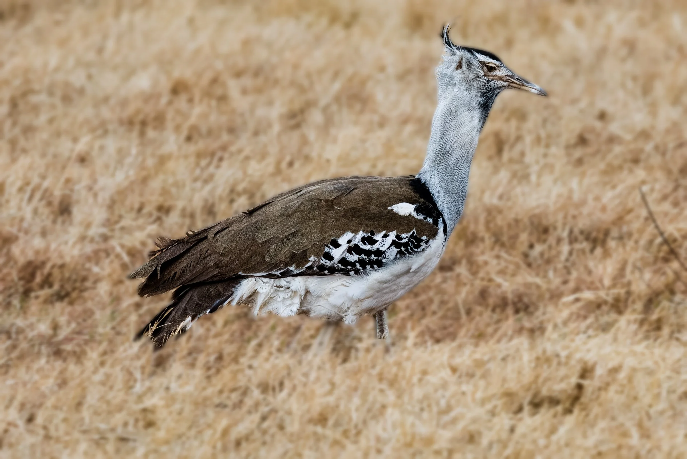 Kori Bustard