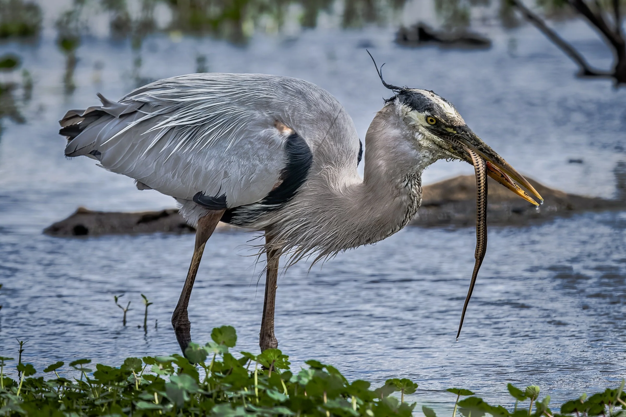 Great Bue Heron eating a Snake, March 2022