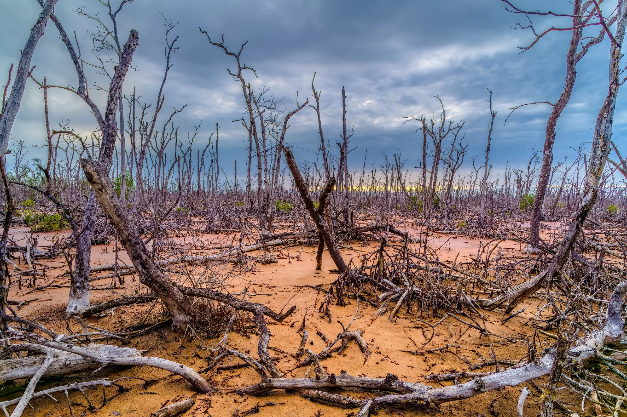 L1009746-DeNoiseAI-raw-SAI-Focus-Edit (1).jpg