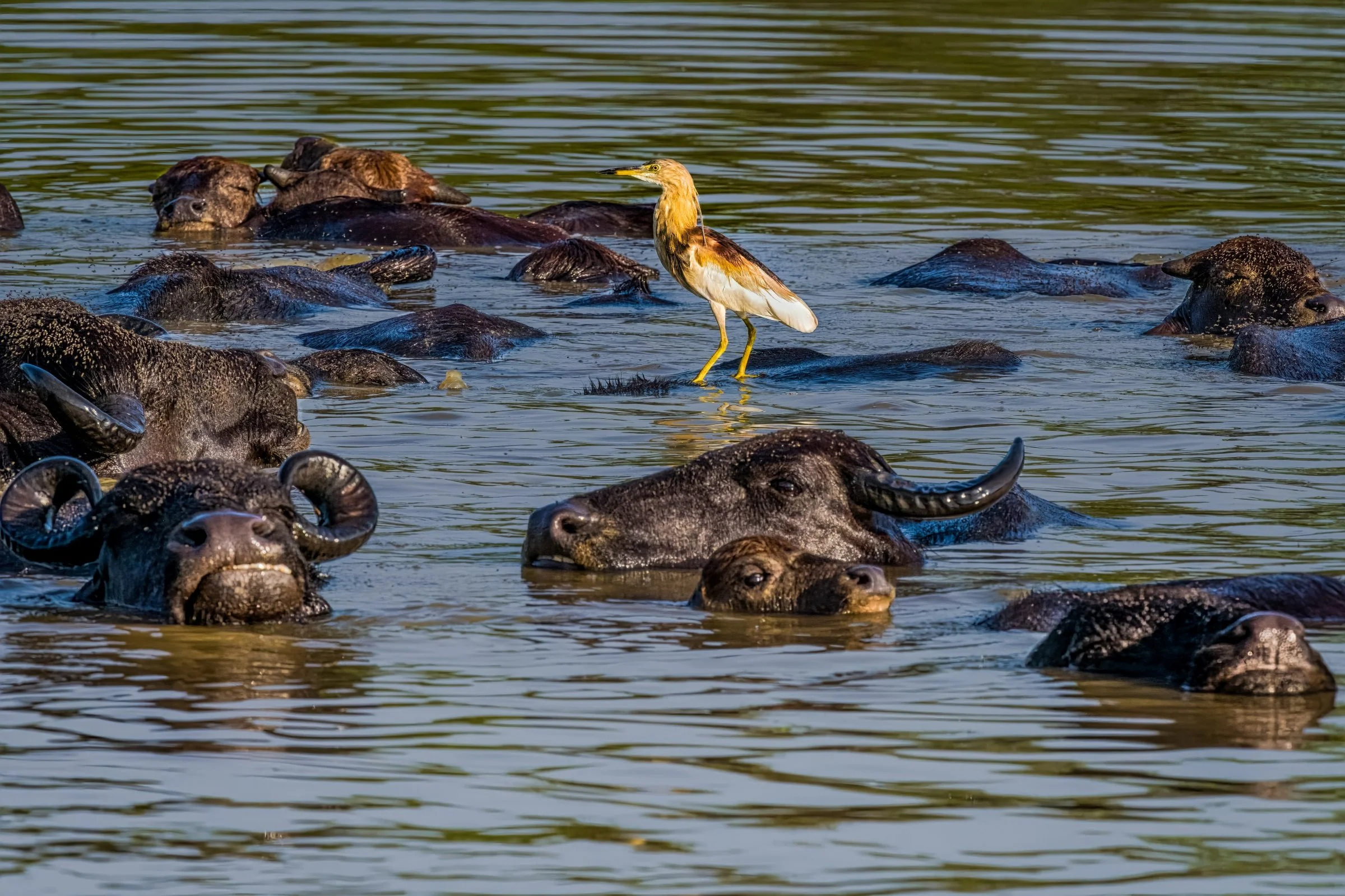 Indian Pond-Heron