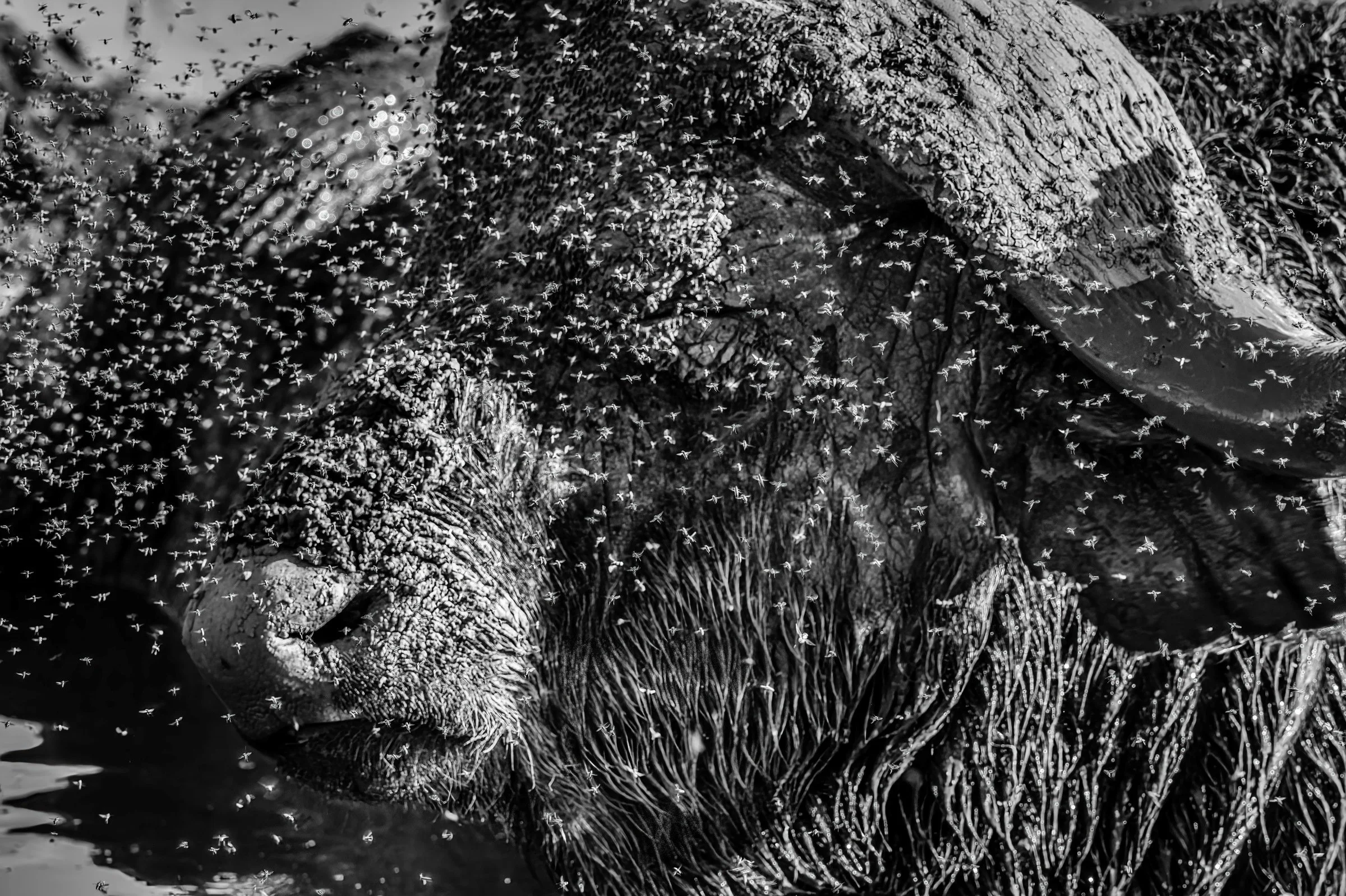 _8503394-DeNoiseAI-raw-SAI-Focus-Edit (1).jpg