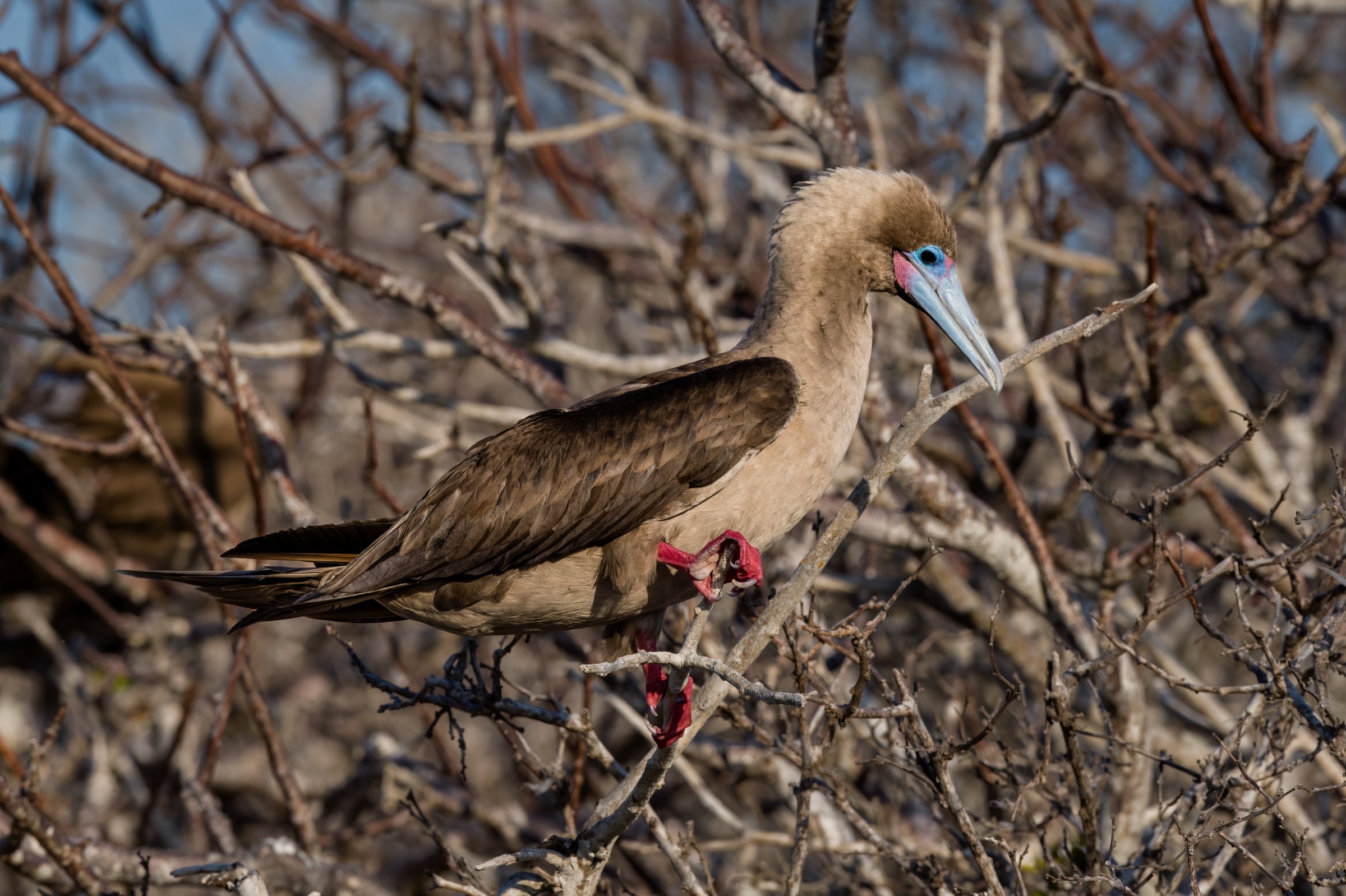Red-footed Boobie