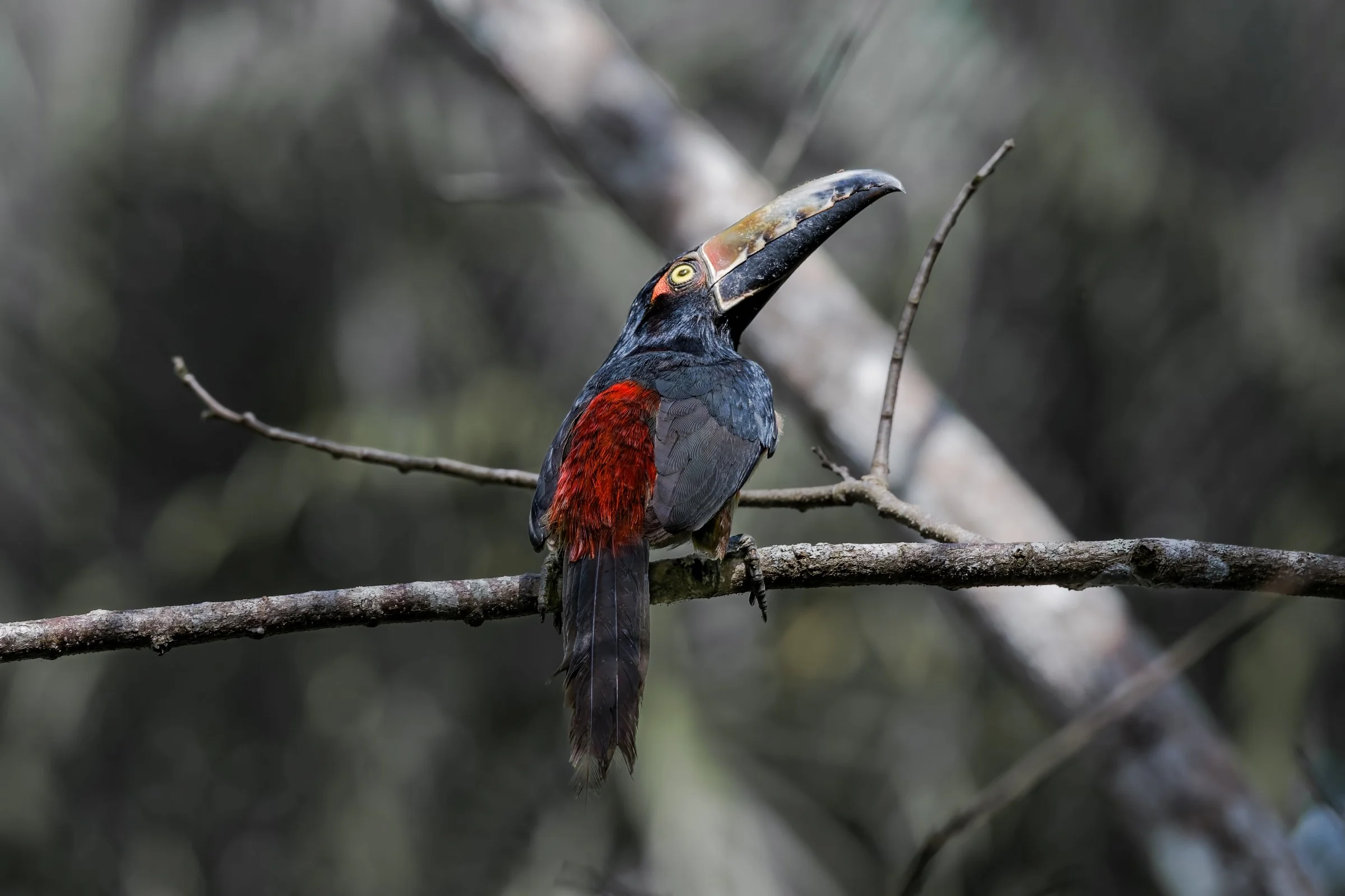 Collared Aracari Toucanet