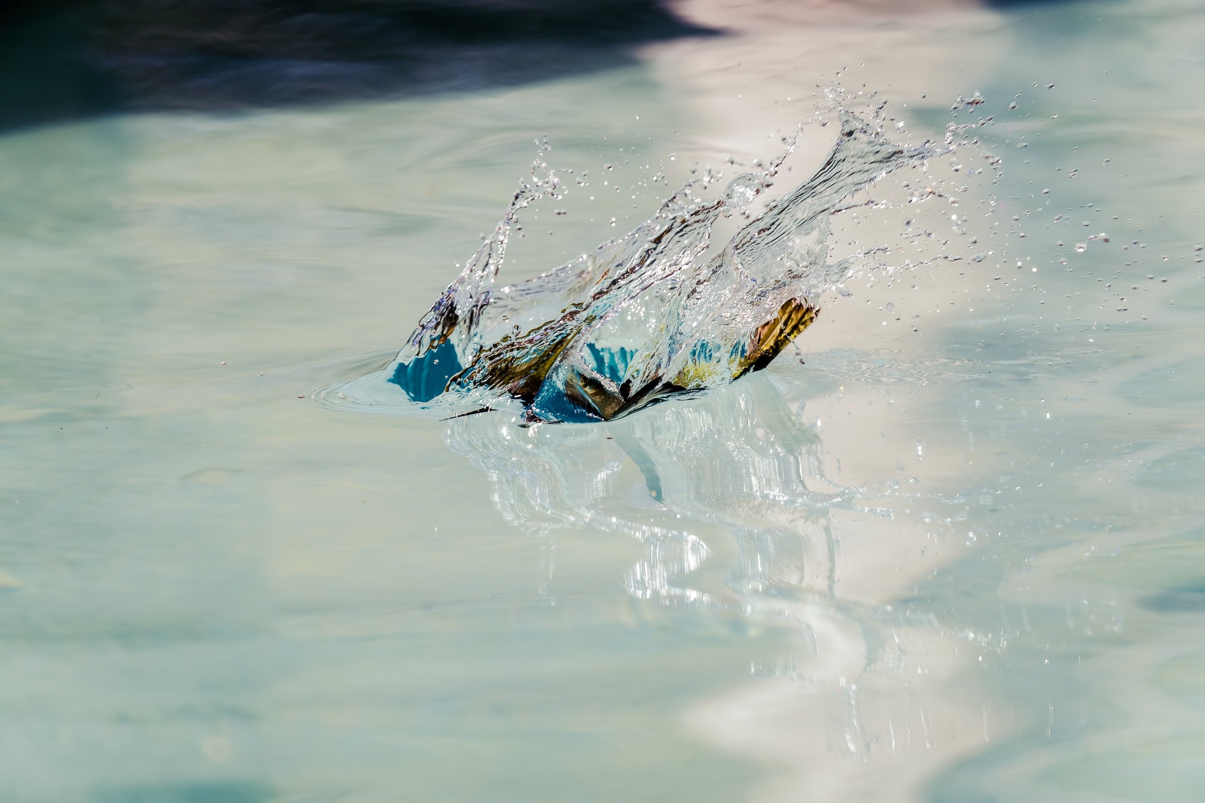 Olive bee-eater diving into a pool