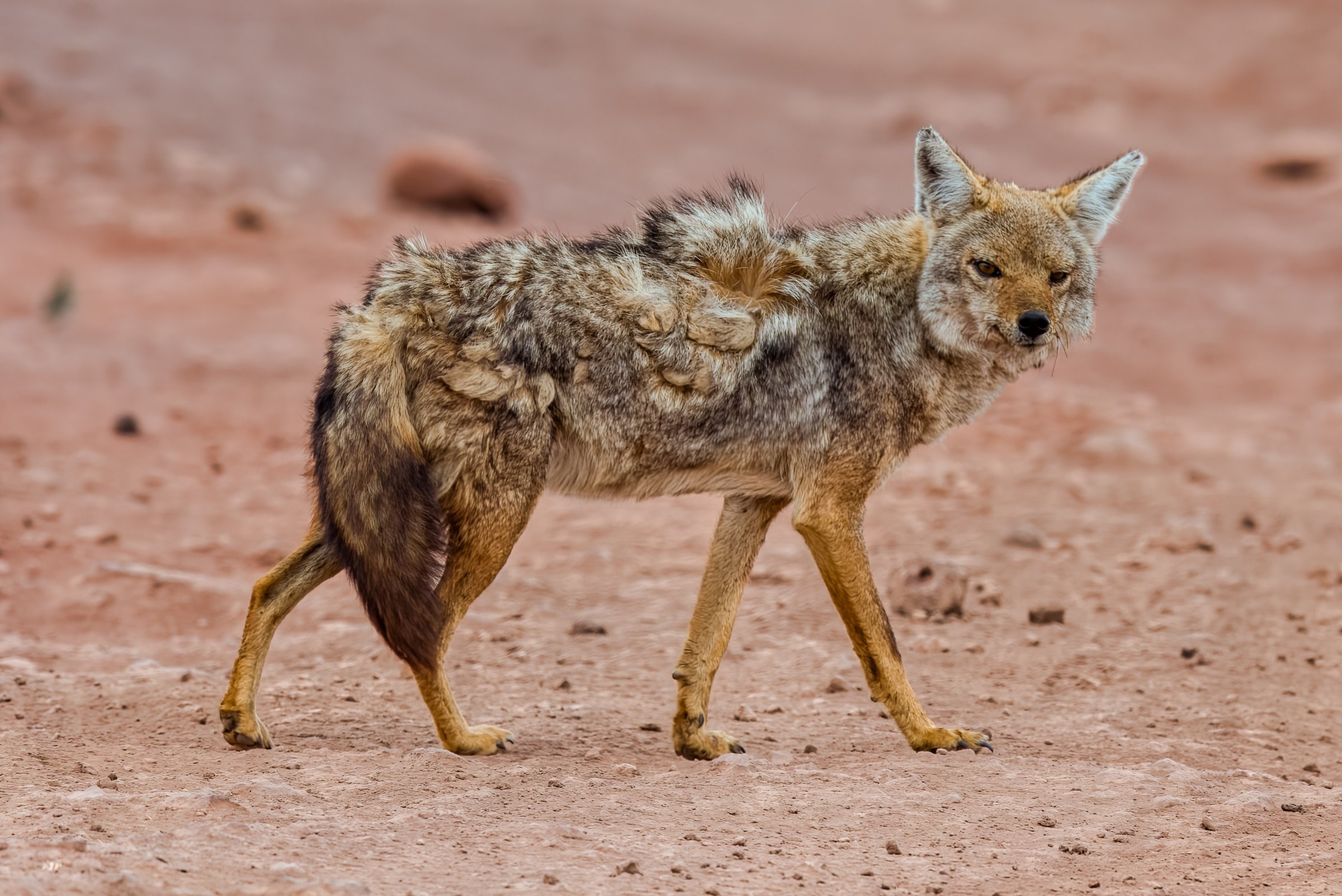 _8107899-DeNoiseAI-raw-Edit.jpg
