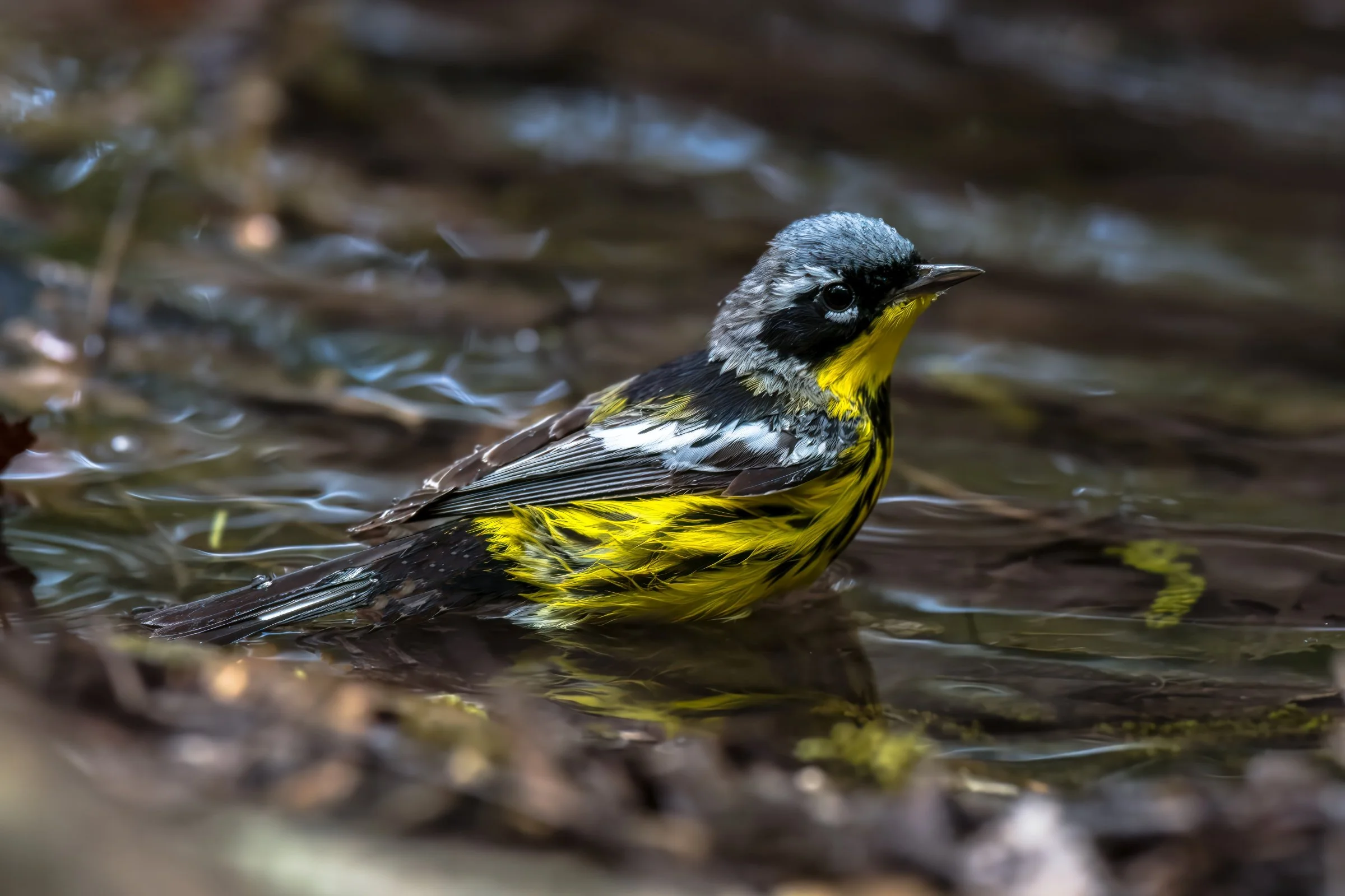 Magnolia Warbler