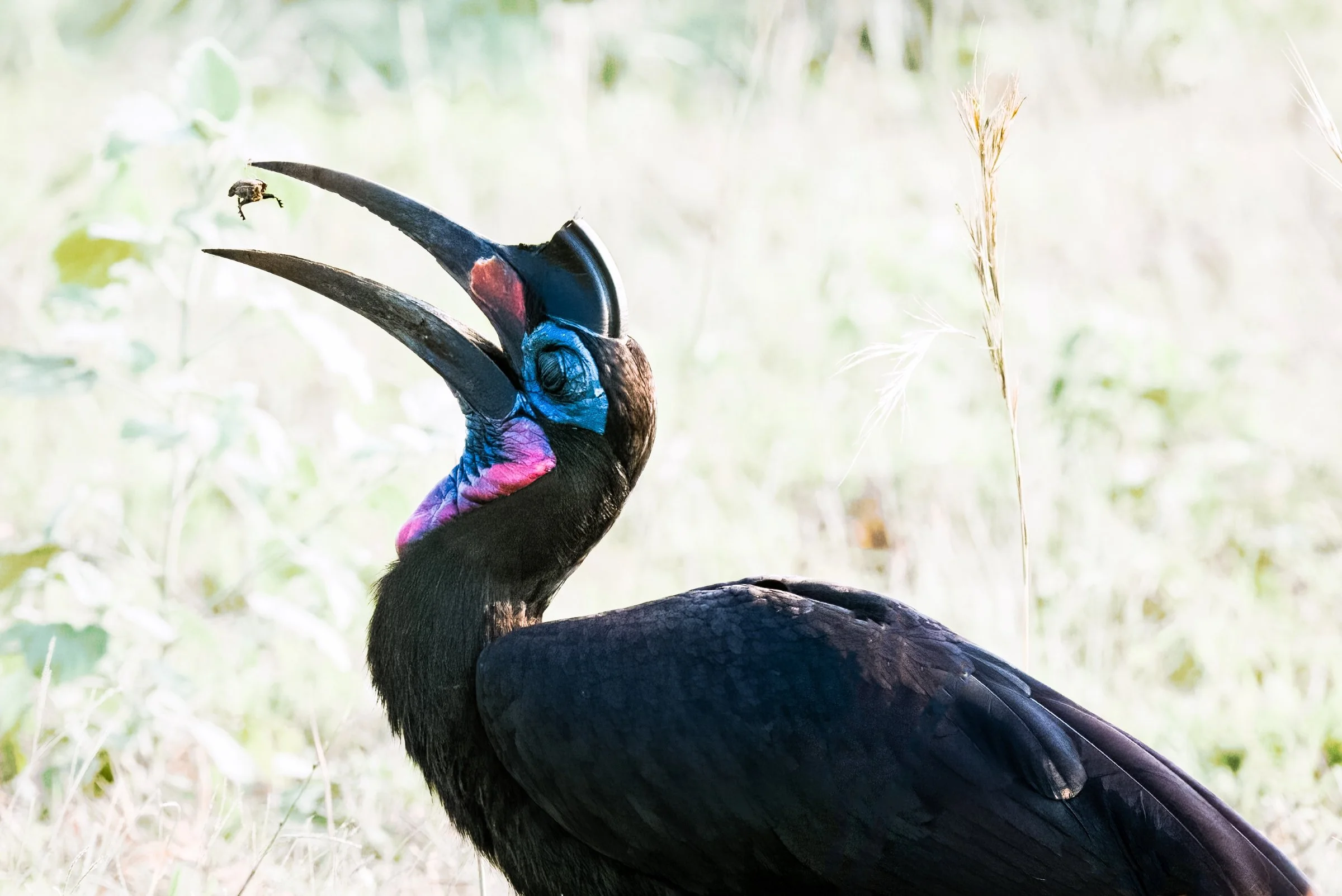 Abyssinian Ground Hornbill 