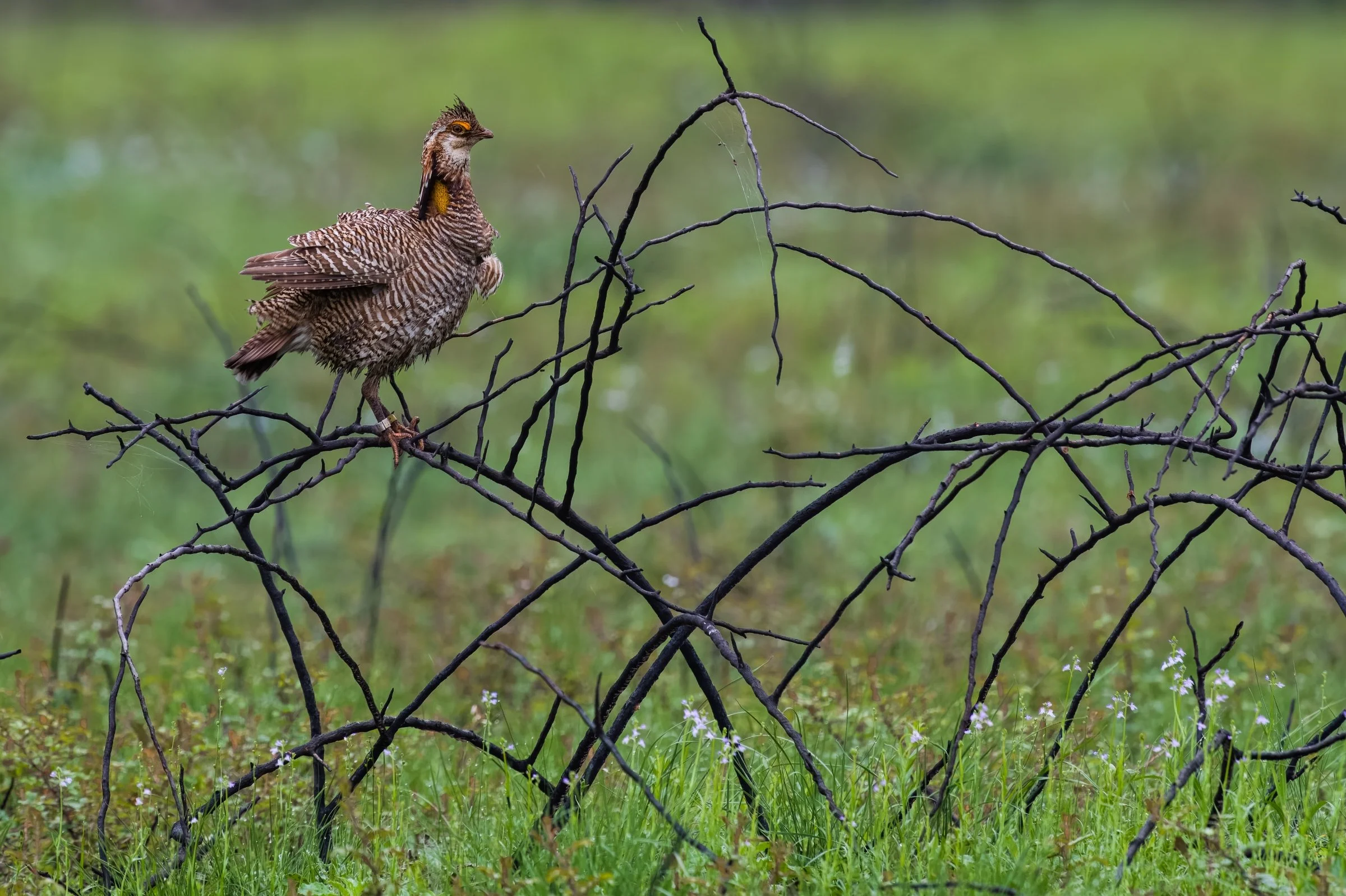Attwater Prairie Chicken NWR - 2020