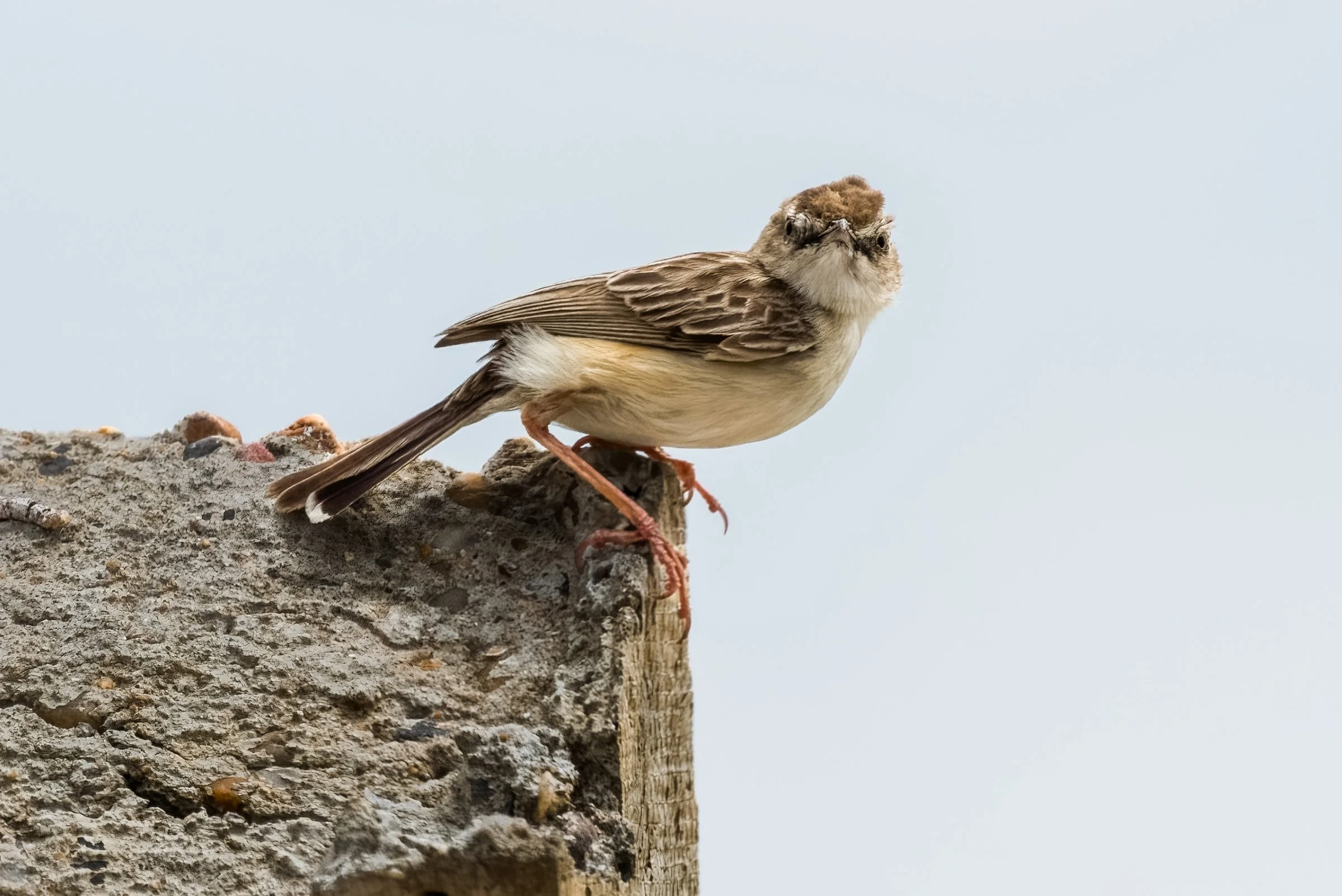 Zitting Cisticola
