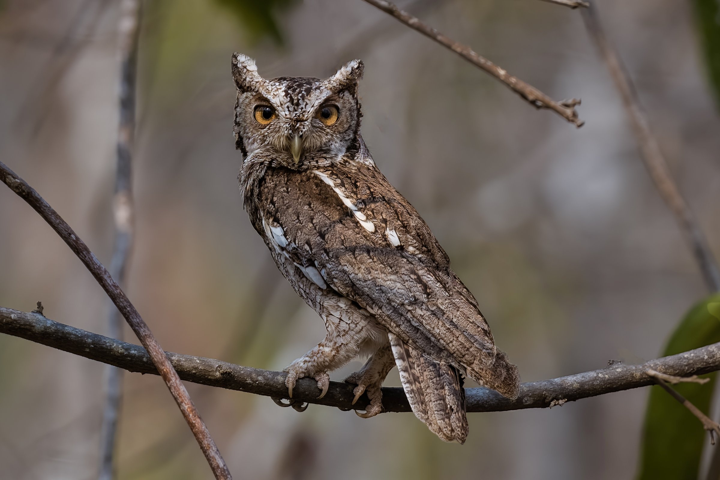 Pacific-Screech Owl
