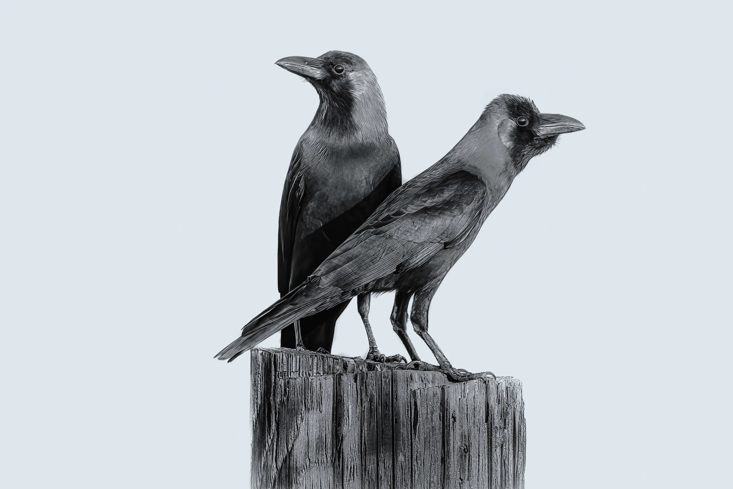 House Crow