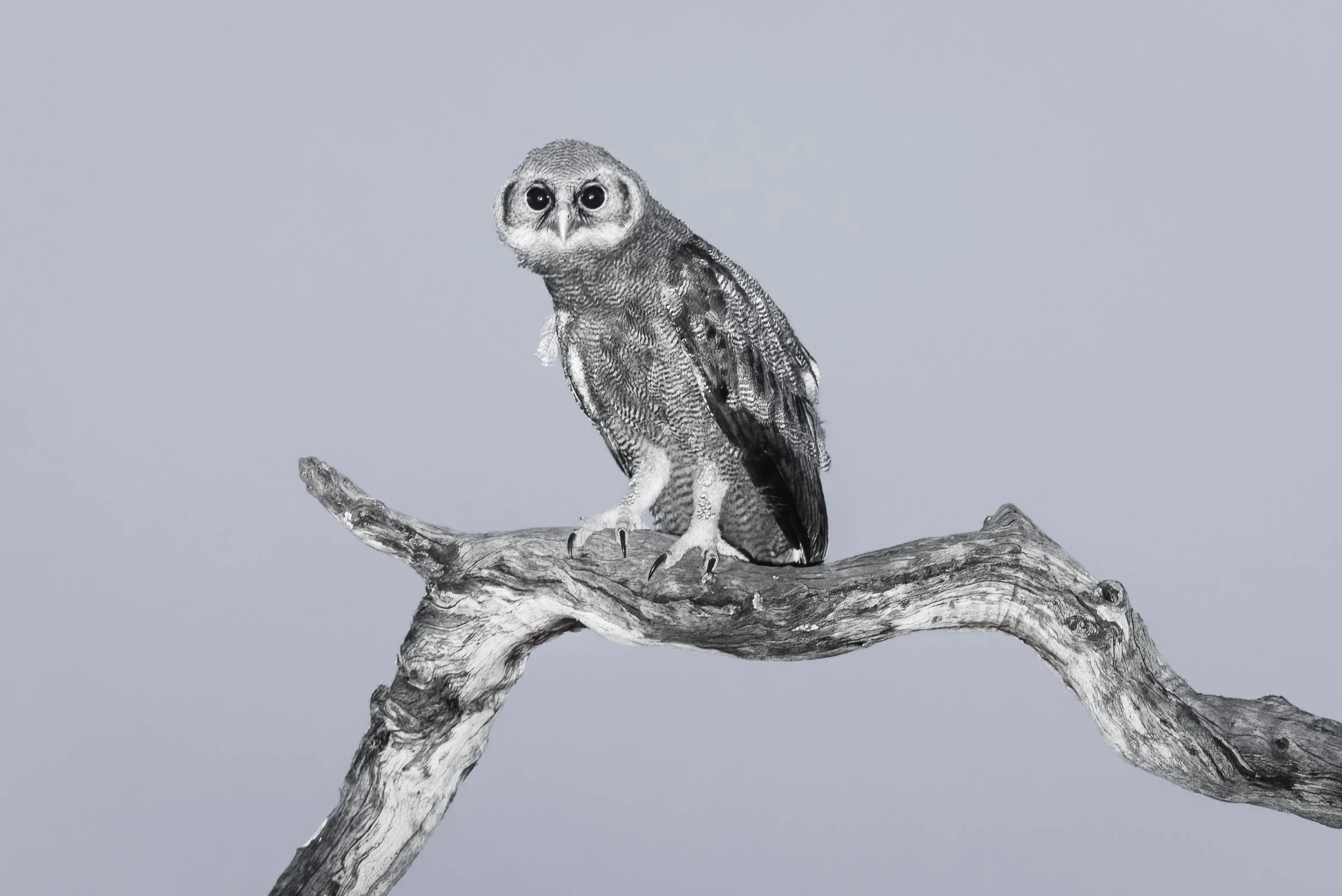 _8104570-DeNoiseAI-raw-Edit-Edit.jpg