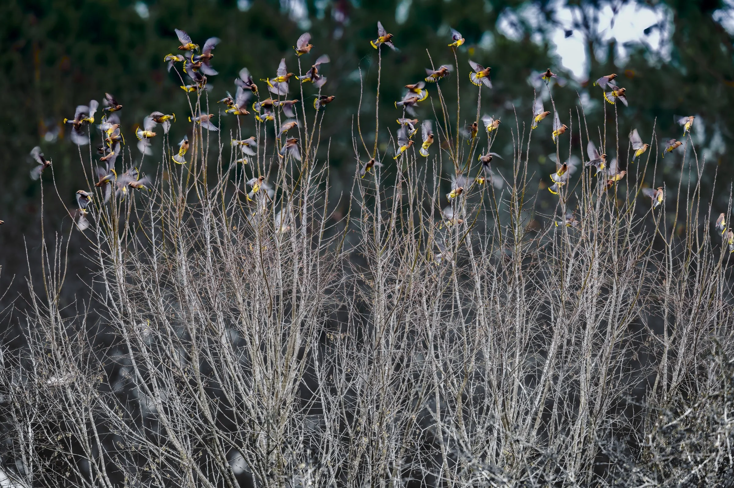 _8506727-DeNoiseAI-raw-Edit.jpg