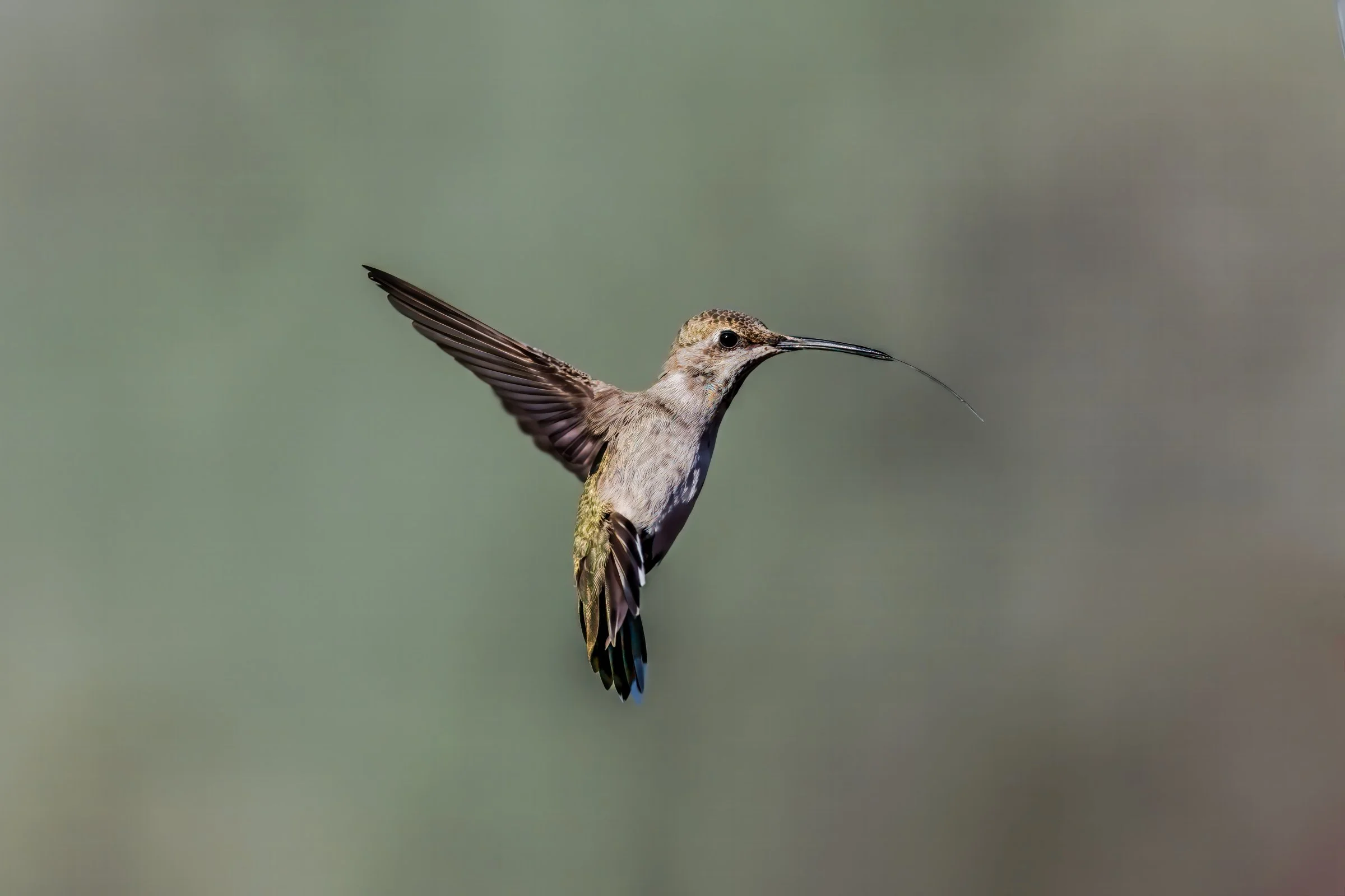DSC_6694-DeNoiseAI-raw-gigapixel-hq-scale-3_86x-cropped-SAI-Focus-Edit.jpg