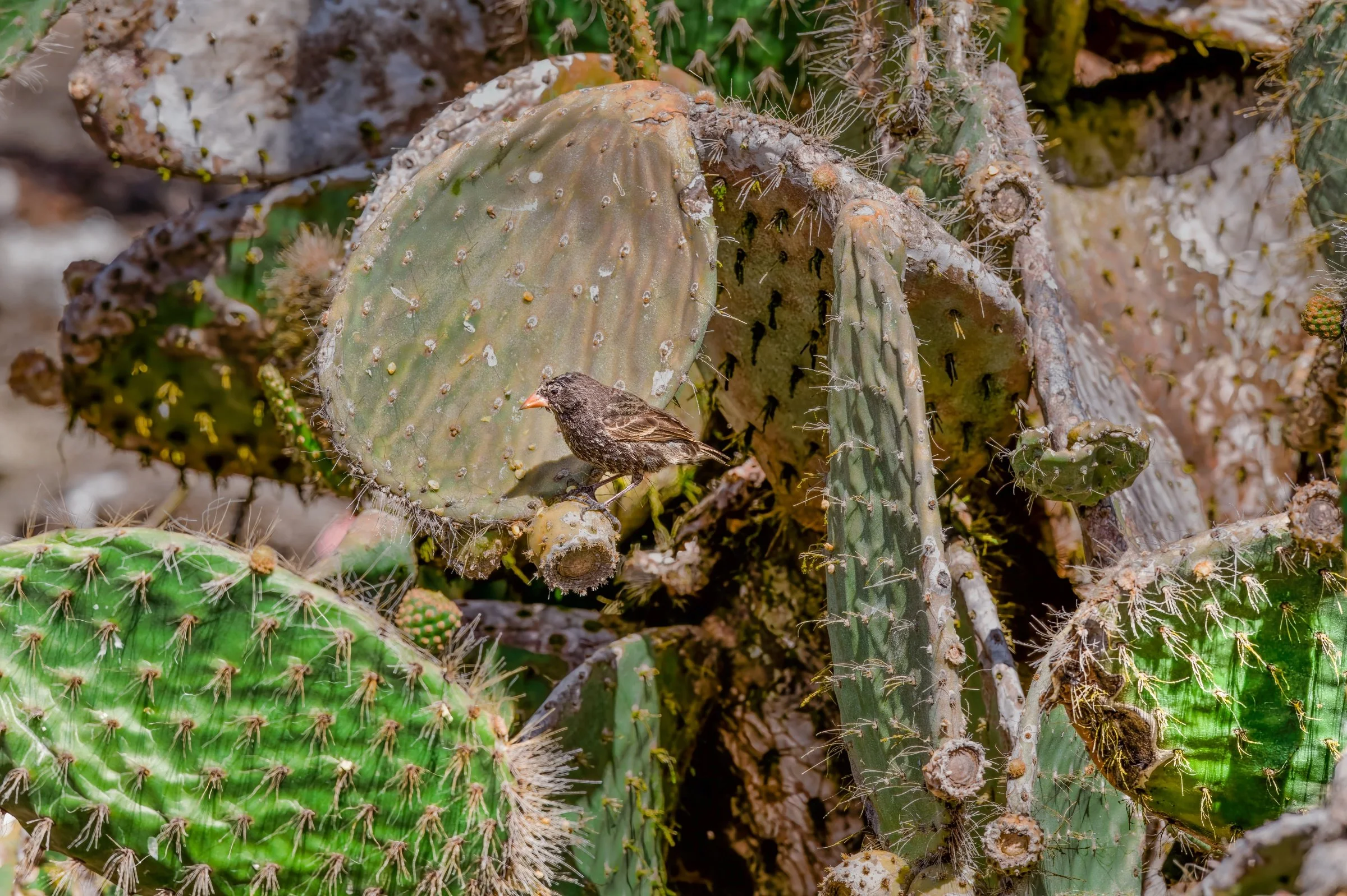 Common Cactus Finch 11/29/2017