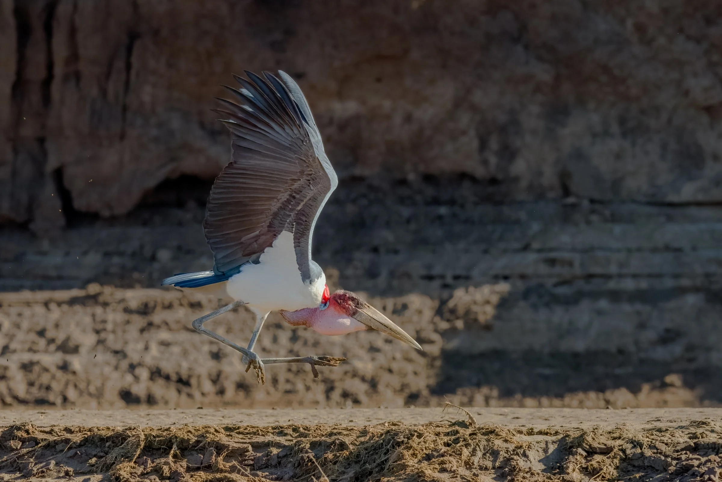 Marabou Stork