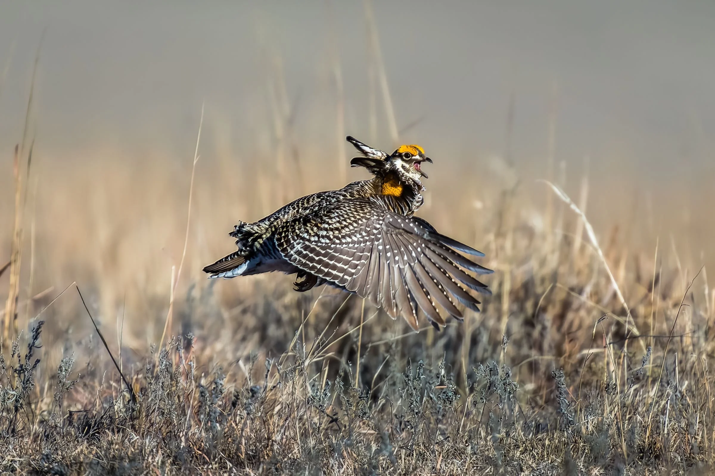 Kansas Prairie Chichen Festival 2022