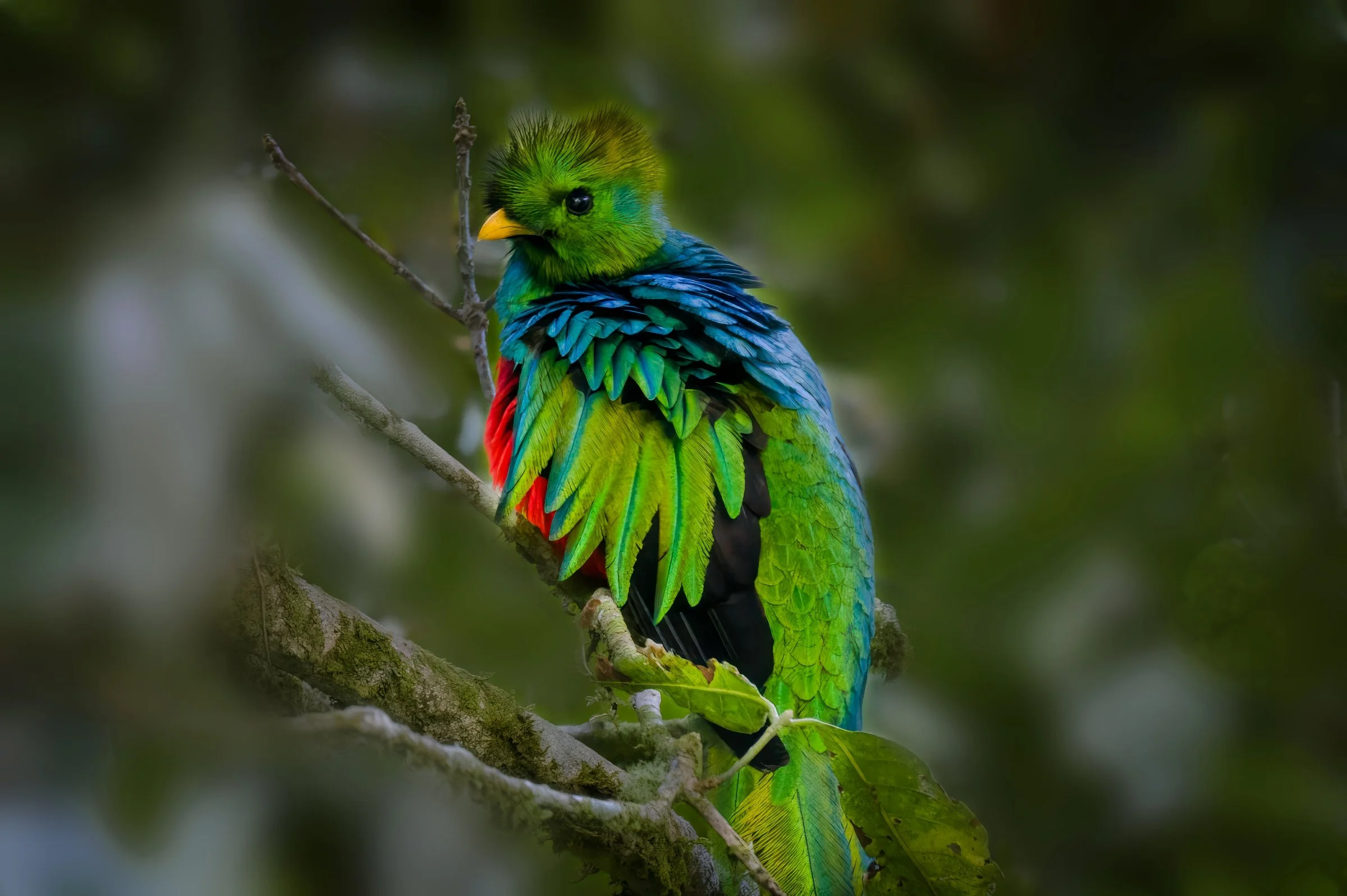 Guatemala Birds, 2023