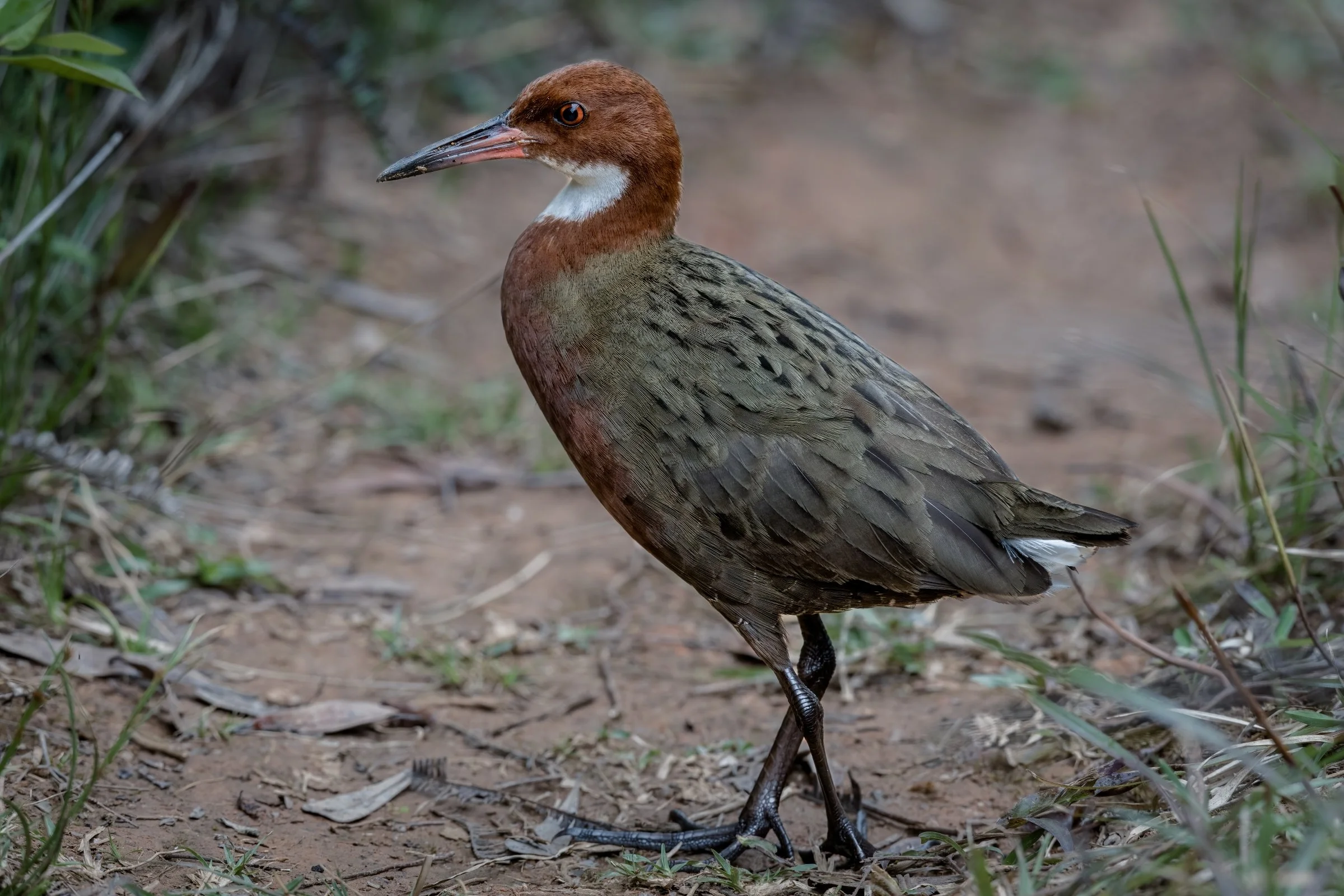 White-throated Rail