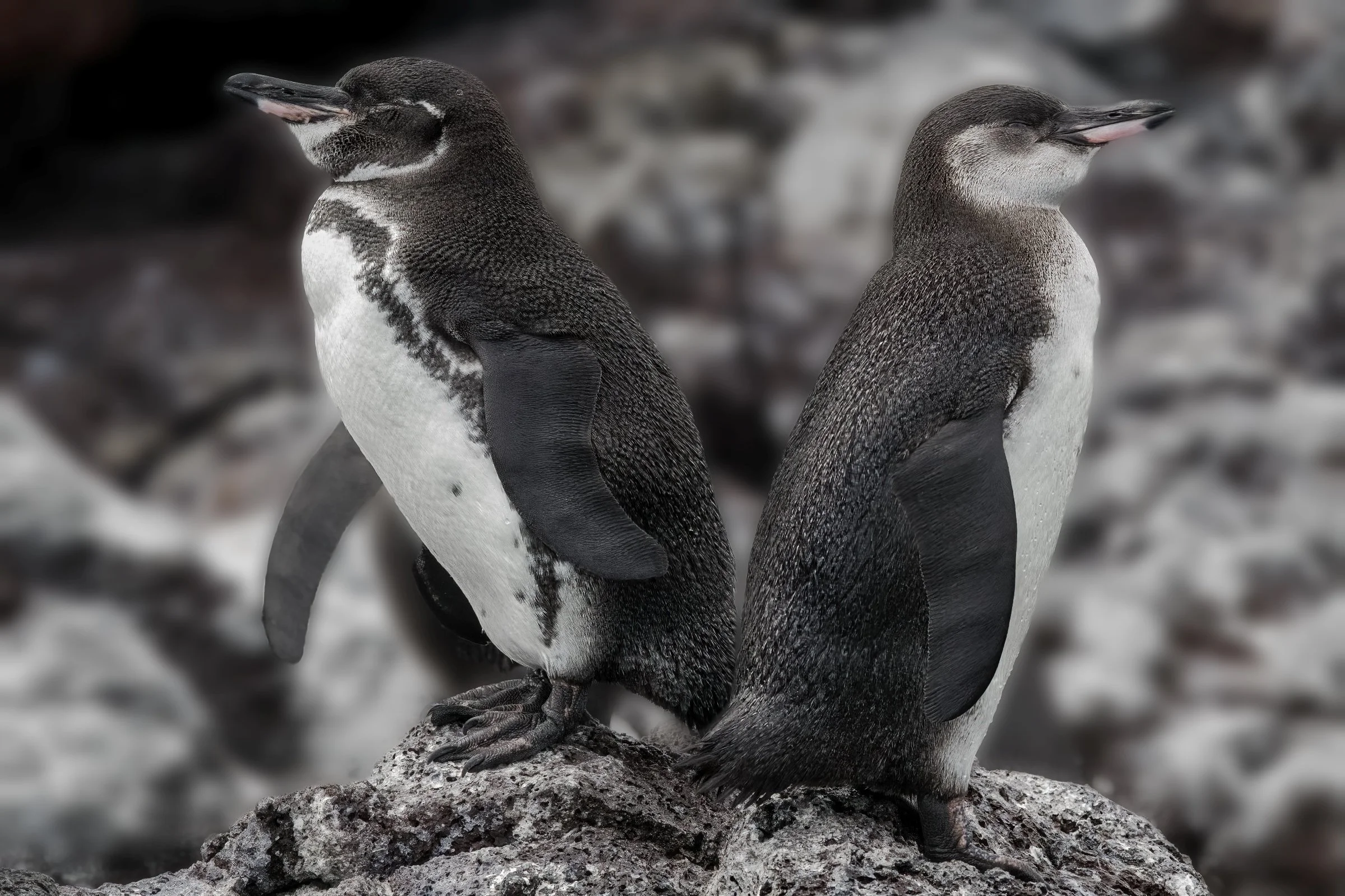 Galapagos Penguins