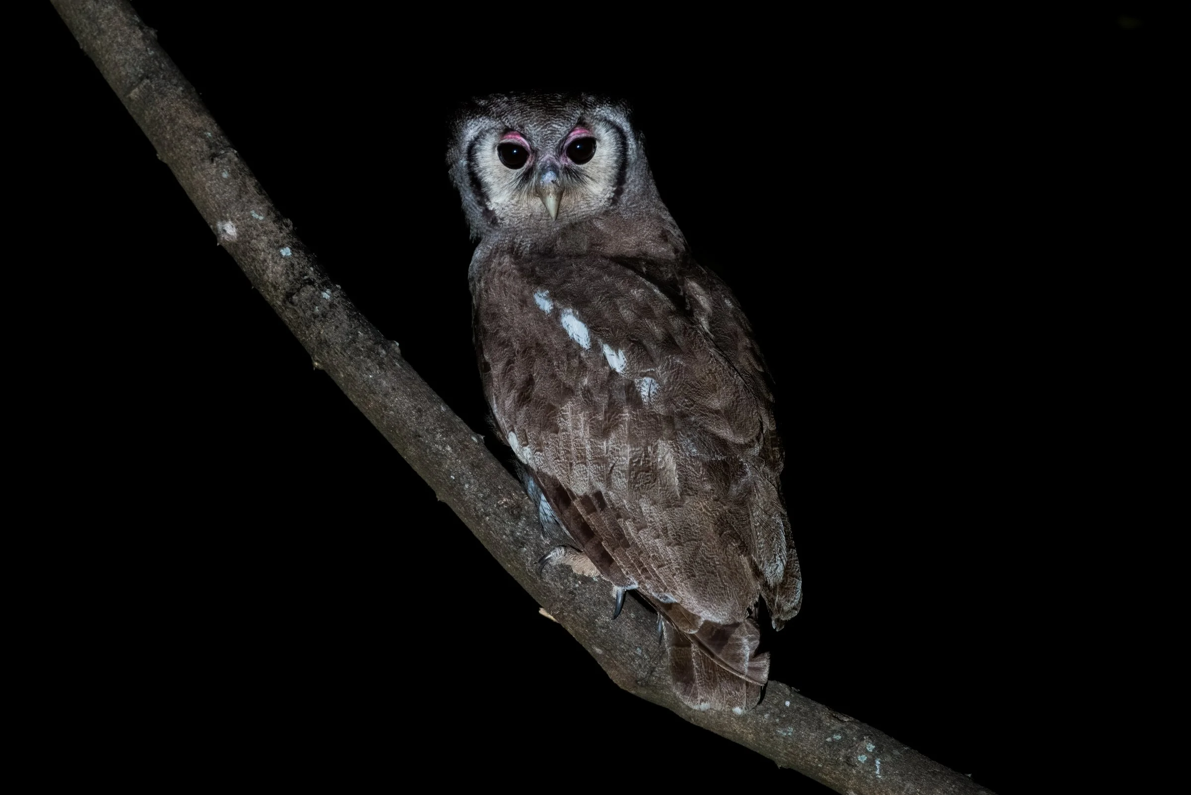 _8102438-DeNoiseAI-raw-Edit.jpg