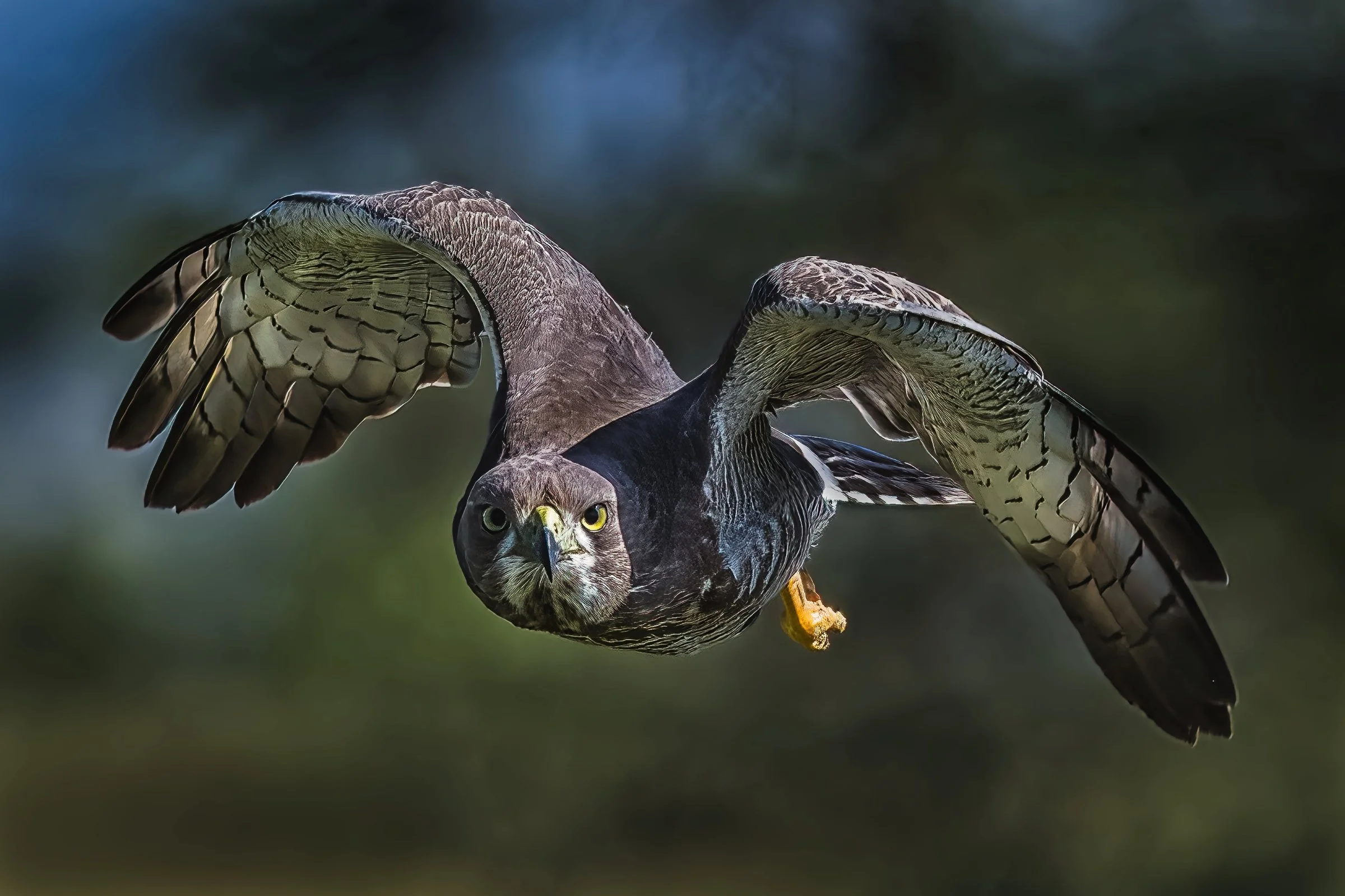 Eastern Chanting-Goshawk