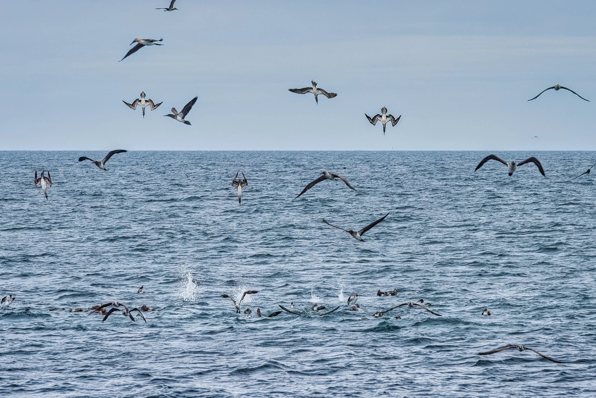 Blue-footed Boobies in Aerial "plunge-diving" into the Water